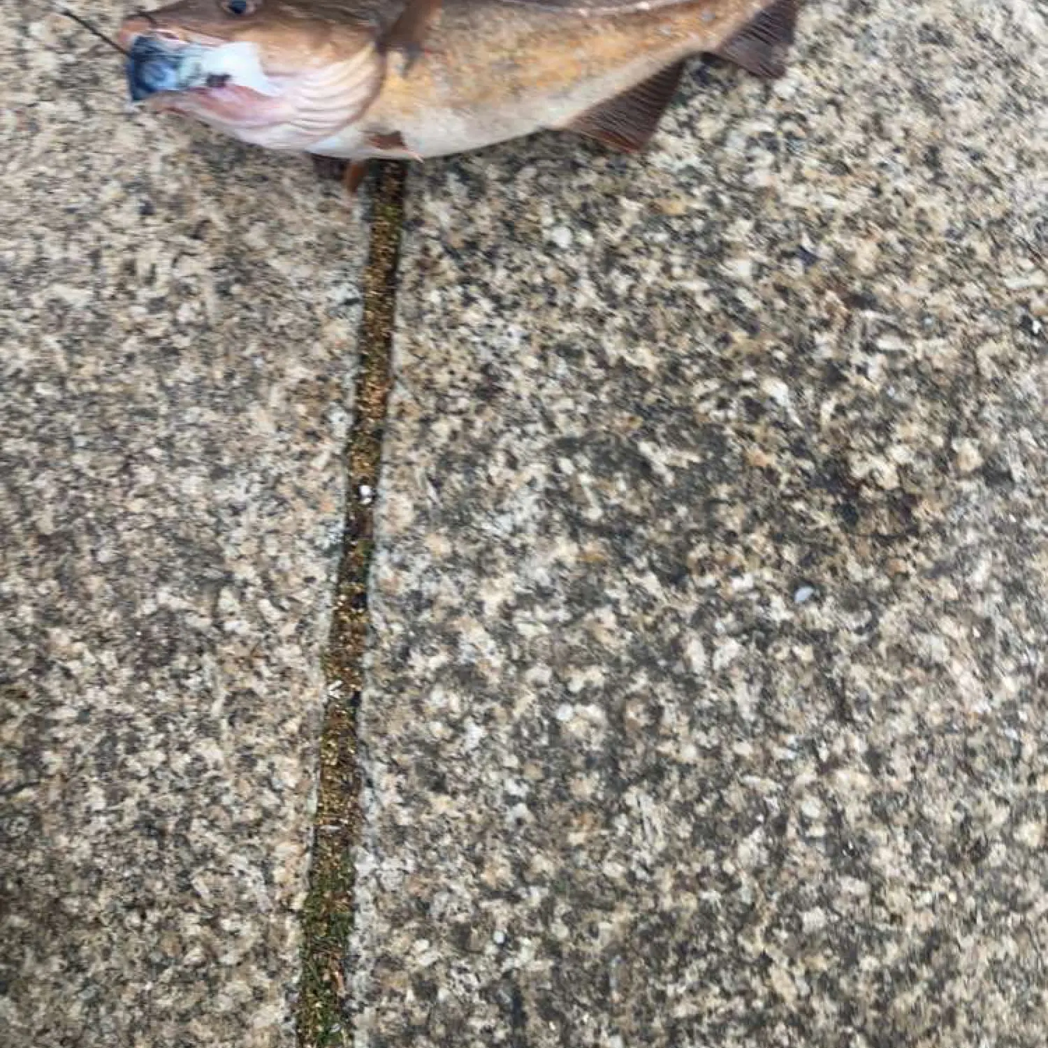 Mackerel bashing at South Shields pier - what a fun day! 🎣 