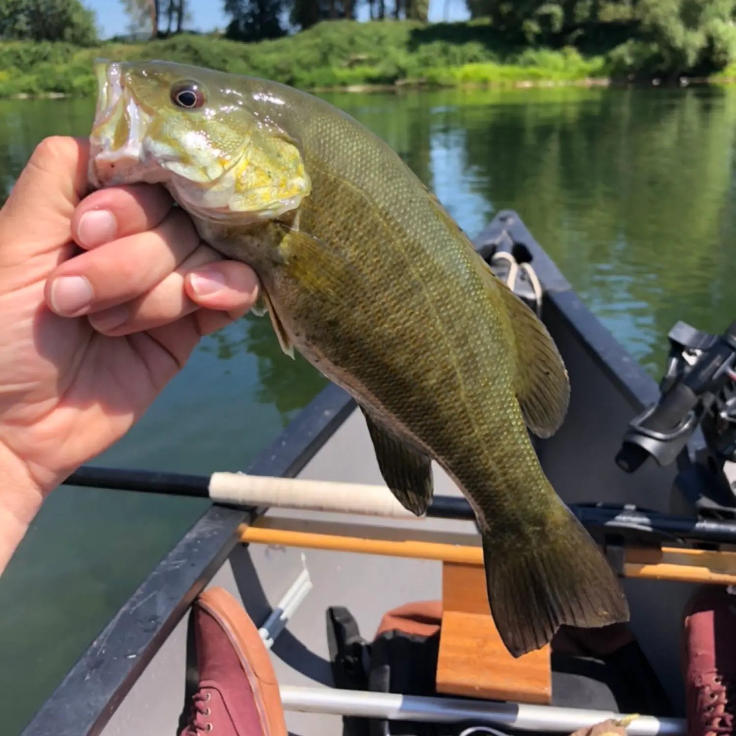 ᐅ Cleveland Rapids fishing reports🎣• Roseburg, OR (United States