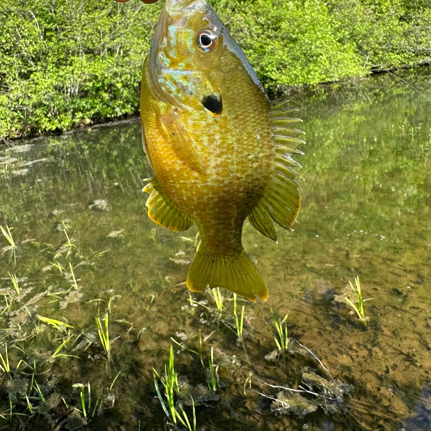 ᐅ Coopers Rock Lake fishing reports🎣• Morgantown, WV (United States)  fishing