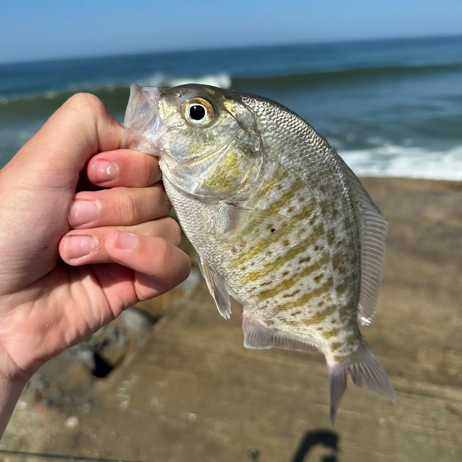 ᐅ Oceanside Harbor fishing reports🎣• Camp Pendleton South, CA (United  States) fishing