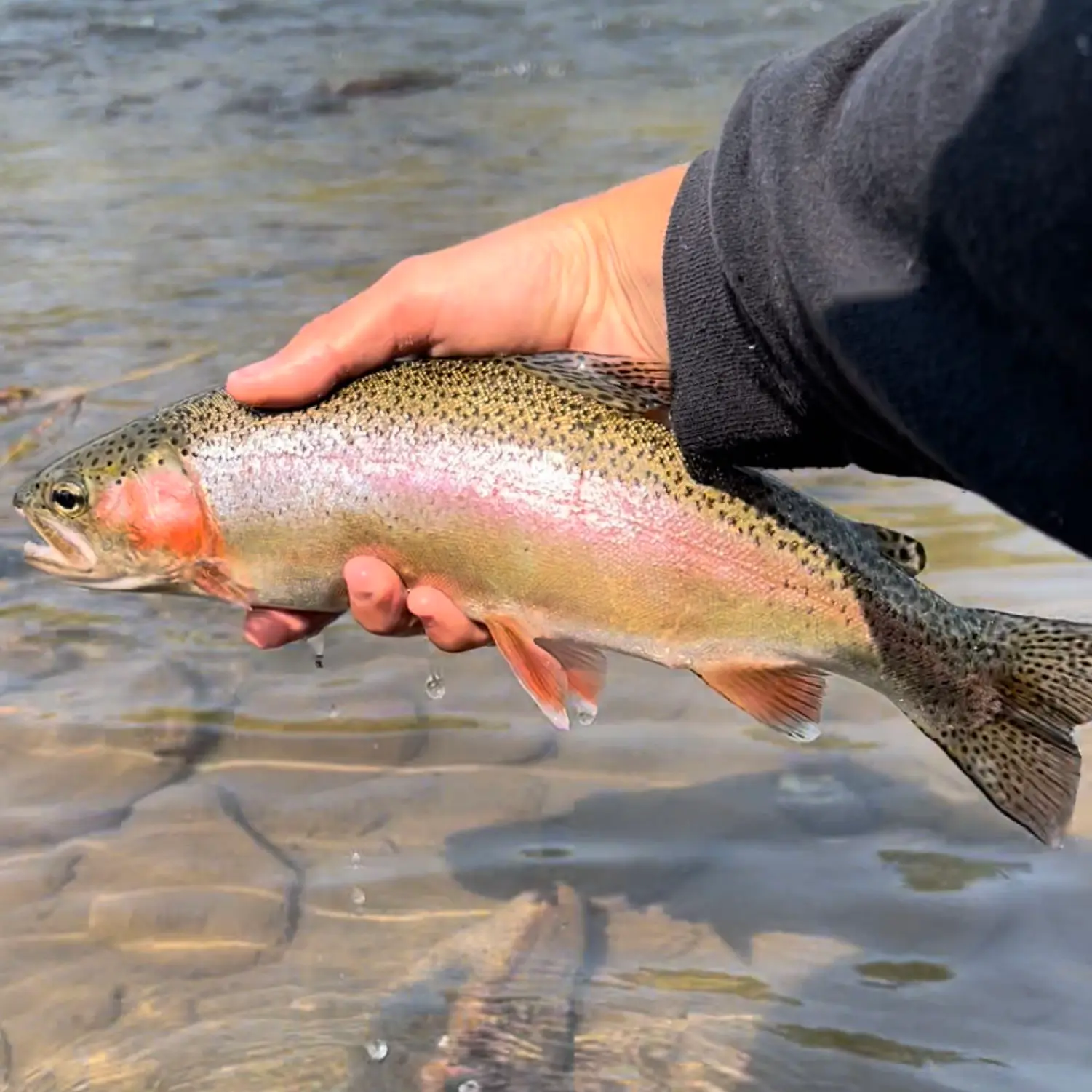 sierrafish13:Got blown off the water today at Indian Creek Reservoir in  Alpine County. No fish #SierraNevadas #Trout…