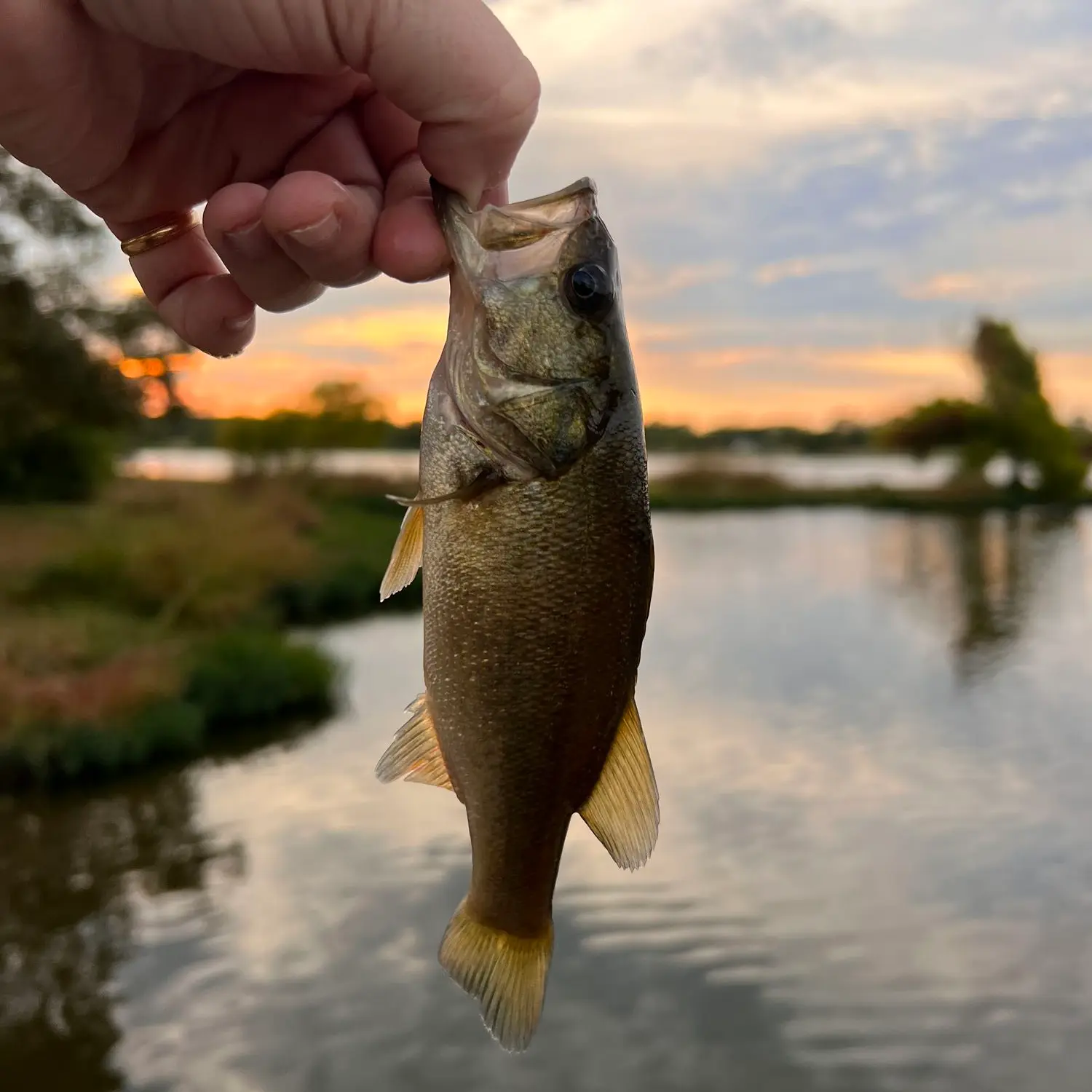 ᐅ Jim Chapman Lake fishing reports🎣• Sulphur Springs, TX (United