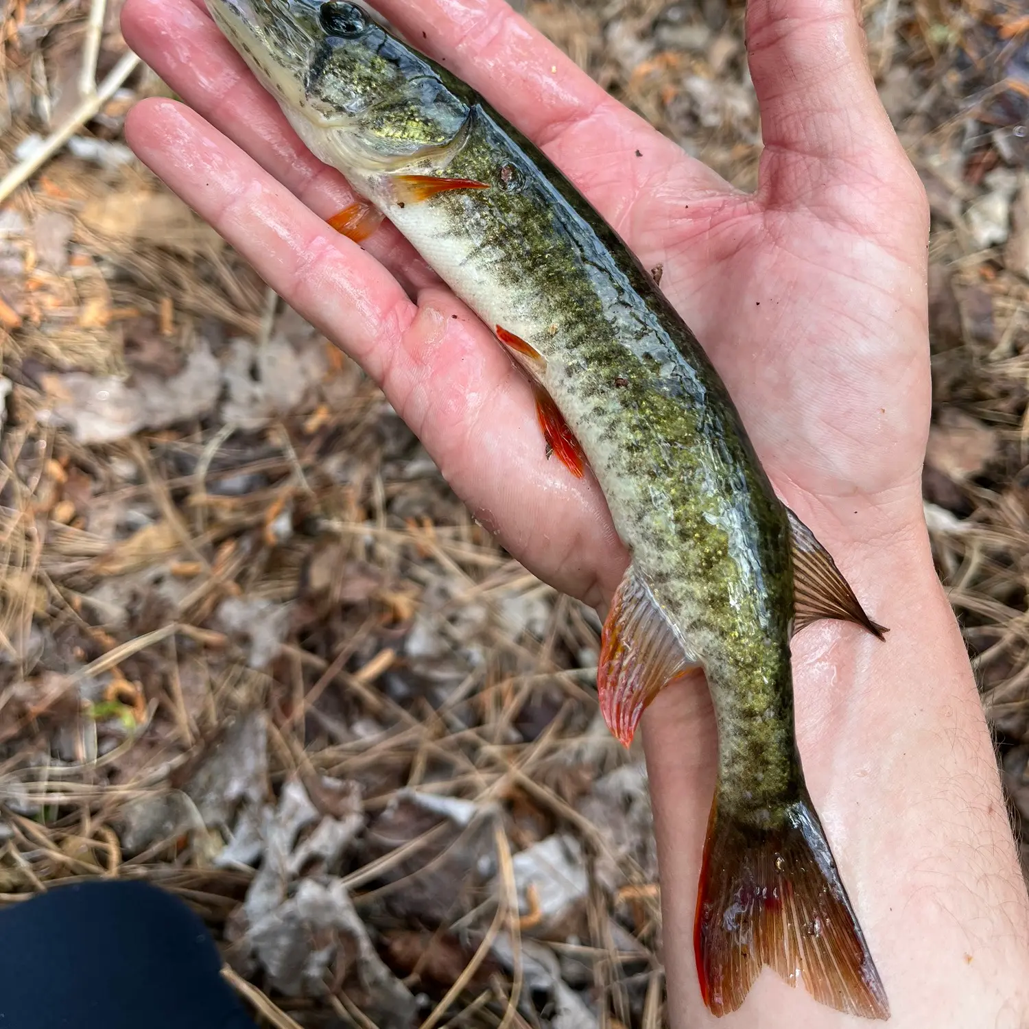 Catch fish, then cut bait when targeting redfin pickerel