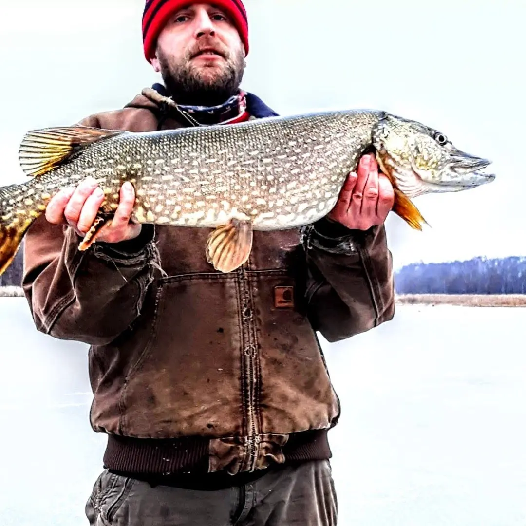 CO Reports: Pike and panfish small reward for risking thin ice - Brainerd  Dispatch