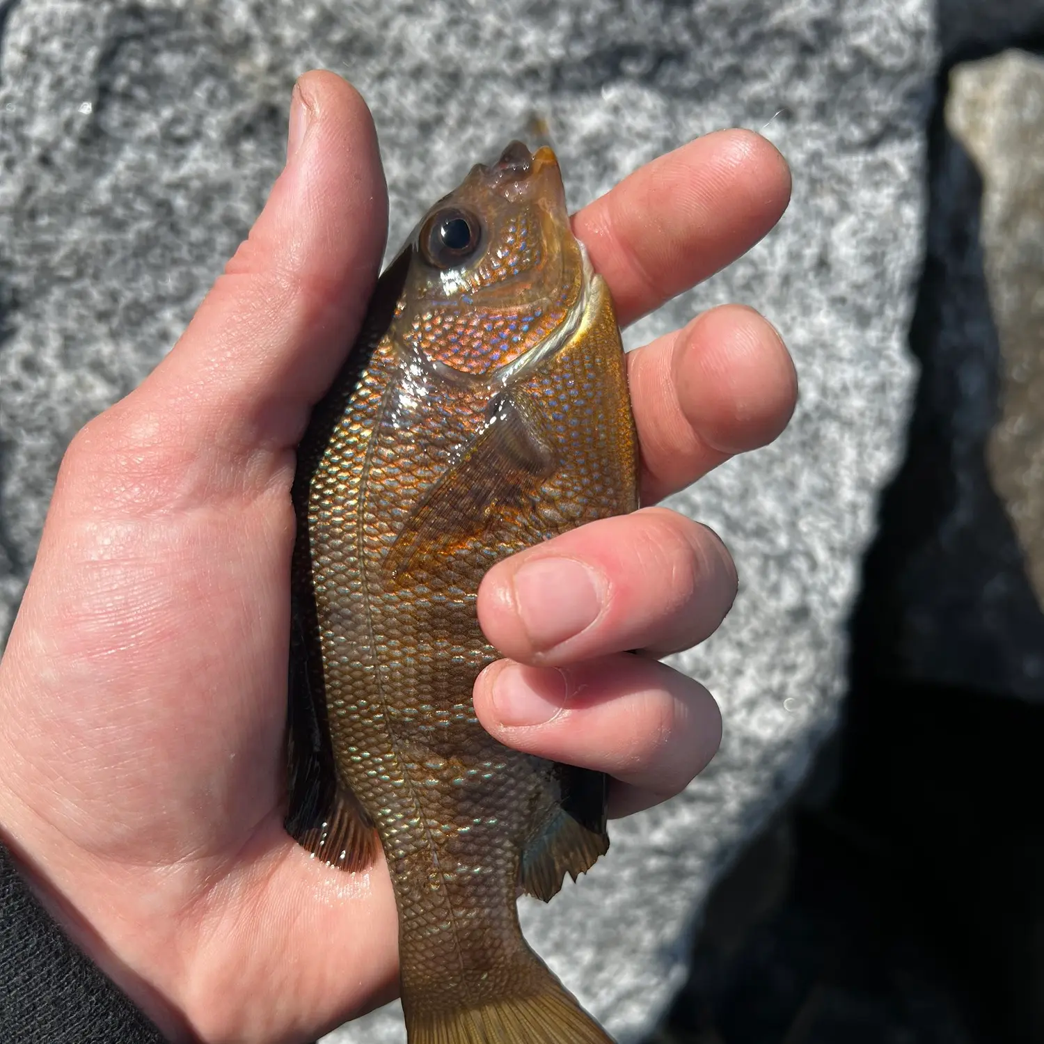 Black Perch