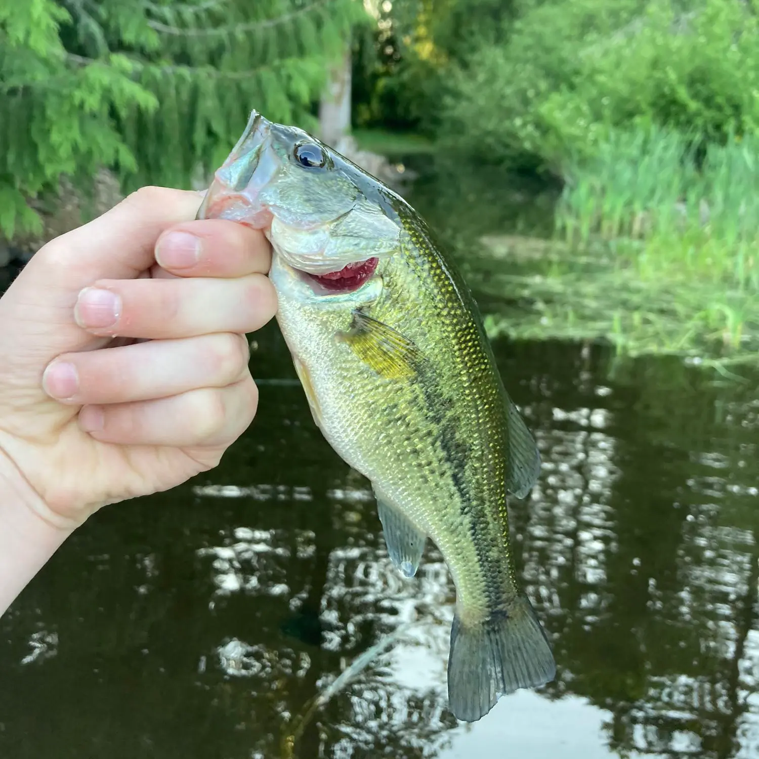 Fishing This Urban Pond In Search Of A Trophy Bass (Kennedy Lake, Tucson) 