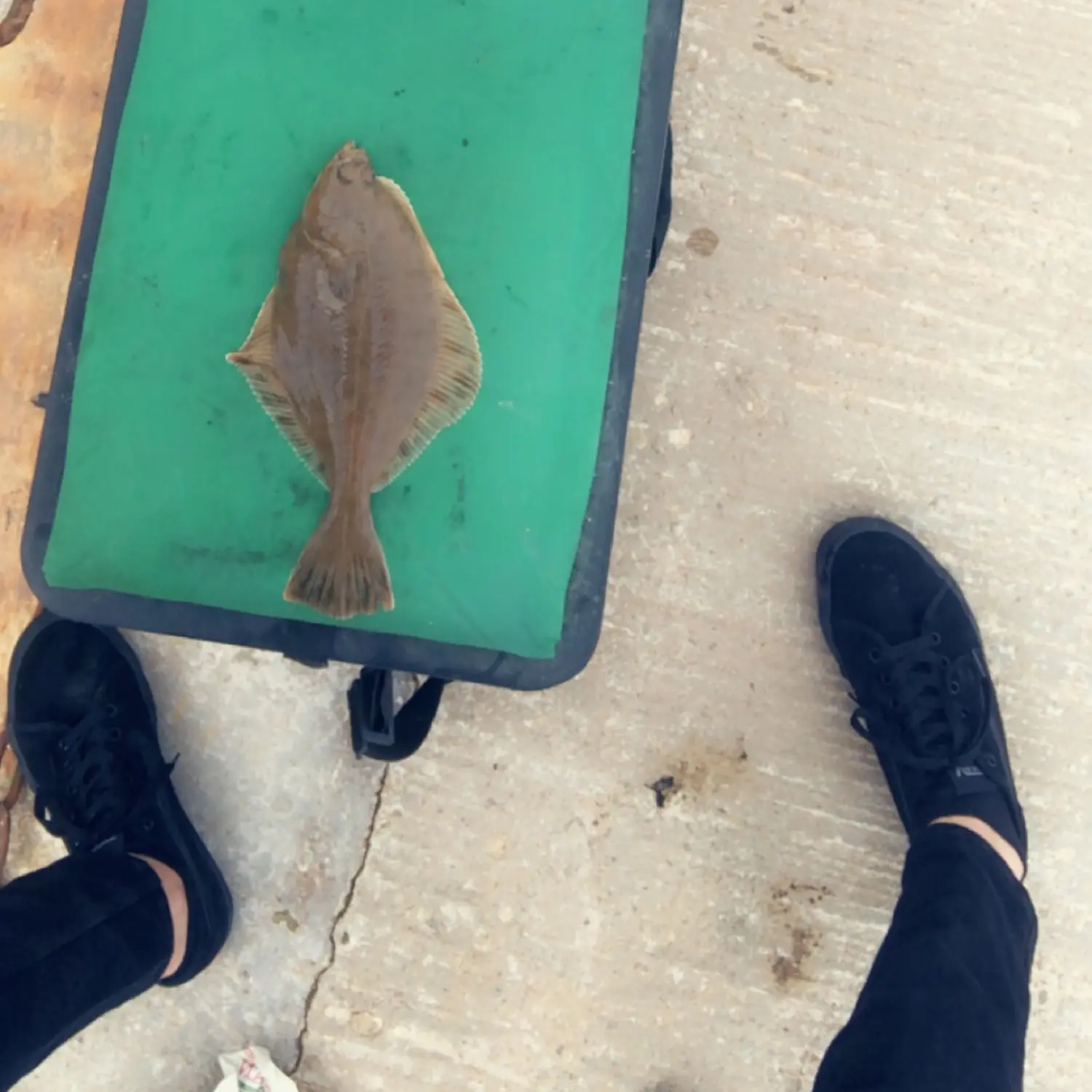 Learn About the Arrow-Tooth Flounder – Fishing