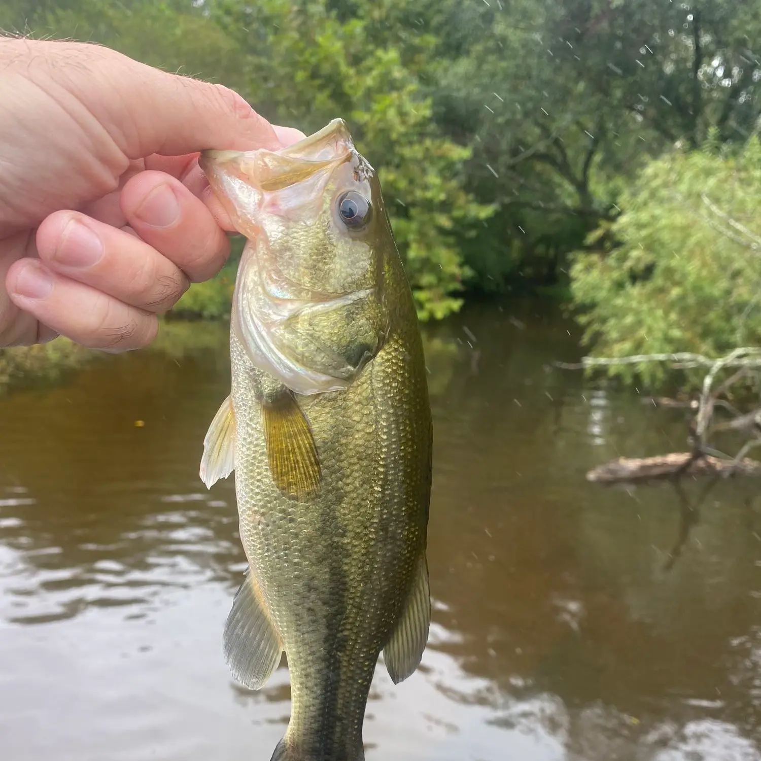 ᐅ Magnolia Lake fishing reports🎣• Bristol, PA (United States) fishing