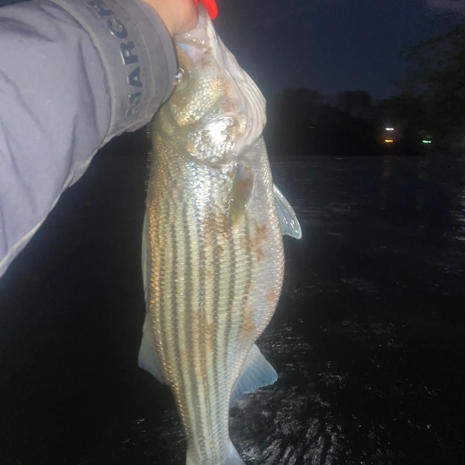 Slamming Bass on the Saluda River - Reel SNAPS OFF right after a hook up! 