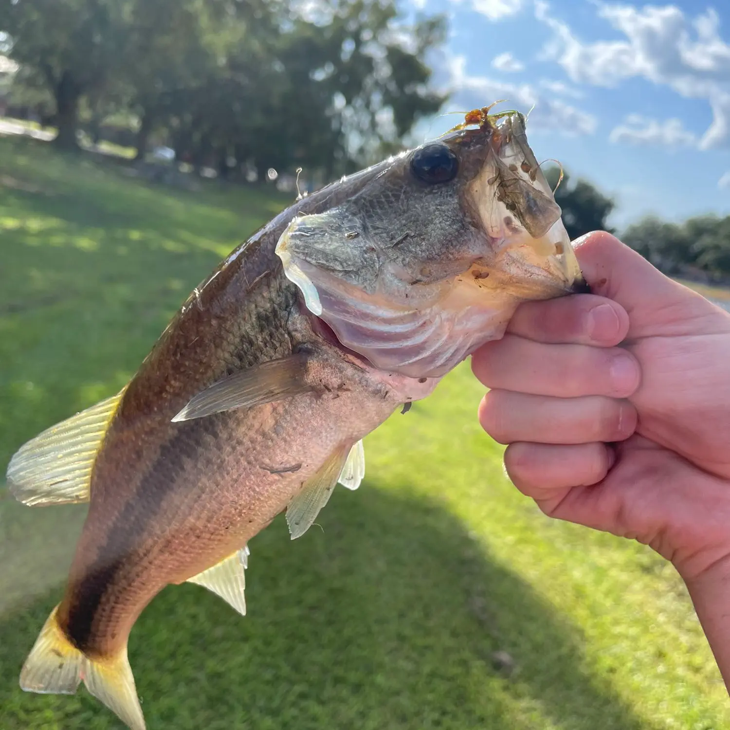 ᐅ Pittman Lake fishing reports🎣• Ravenna, OH (United States) fishing