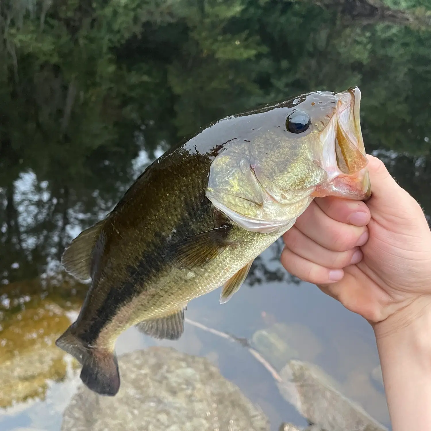 ᐅ Pushaw Stream fishing reports🎣• Bangor, ME (United States) fishing