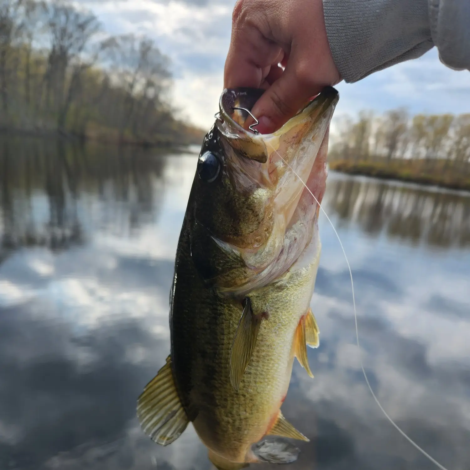 ᐅ Brewster Pond fishing reports🎣• Colchester, CT (United States