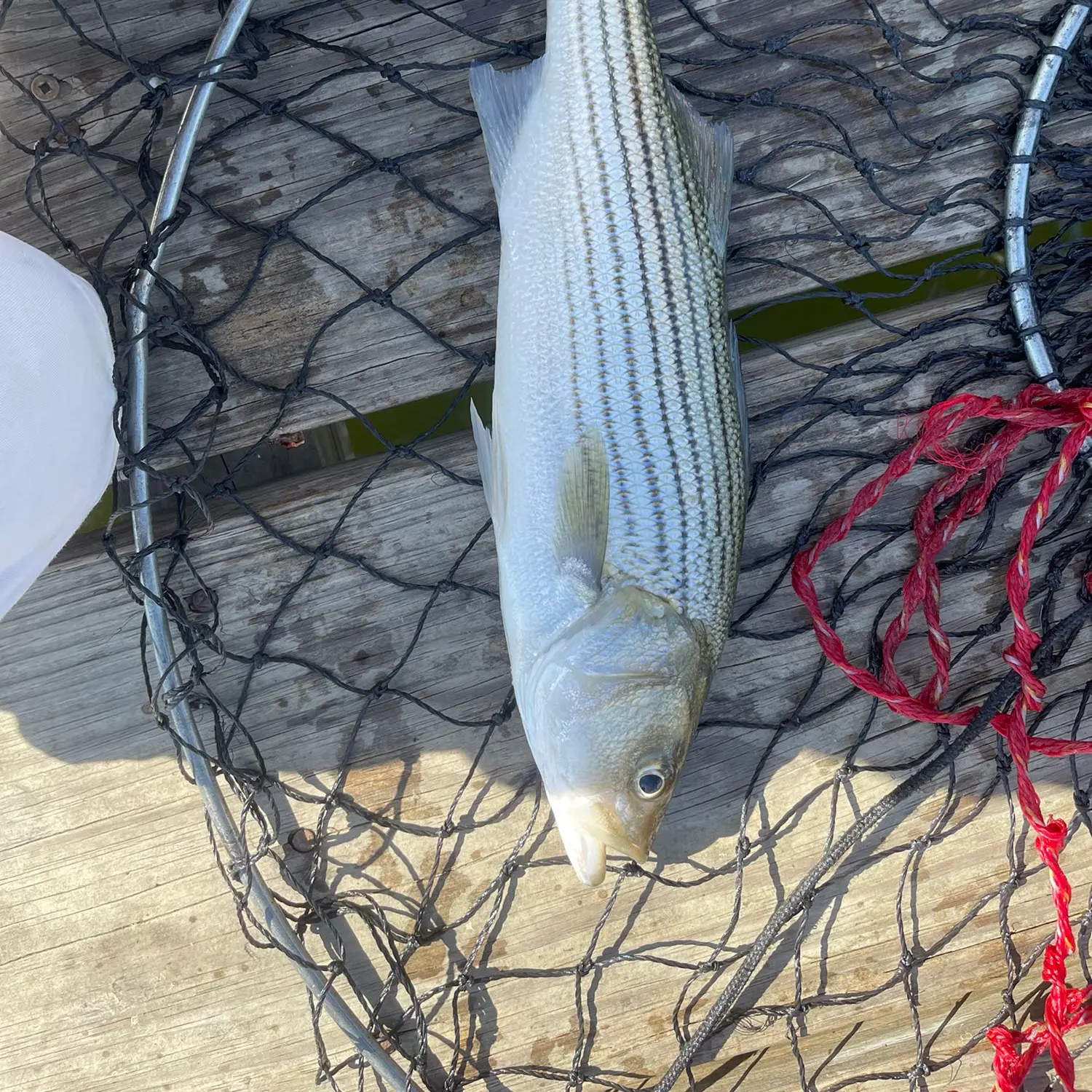 ᐅ Eastern Bay fishing reports🎣• Annapolis Neck, MD (United States) fishing