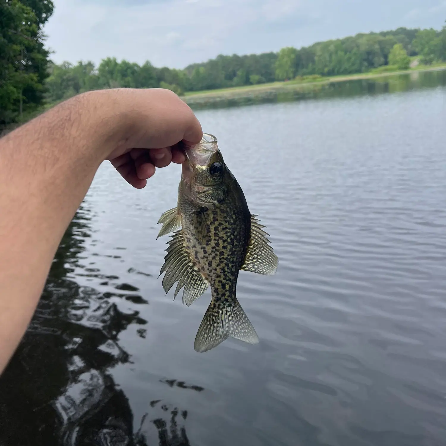 Crappie Fishin Cherokee Lake