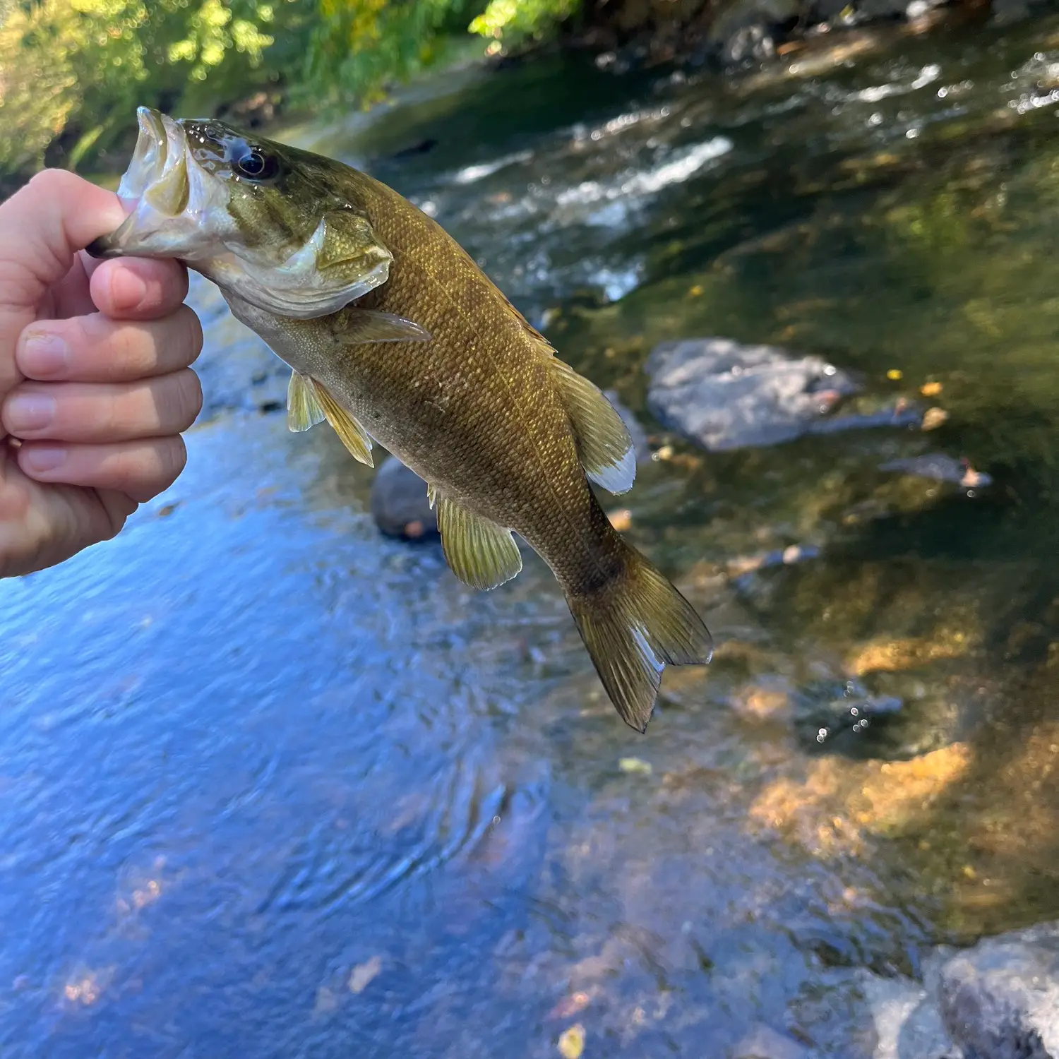 Clear Water Bass Fishing, Rapidan and Rappahannock Rivers, VA