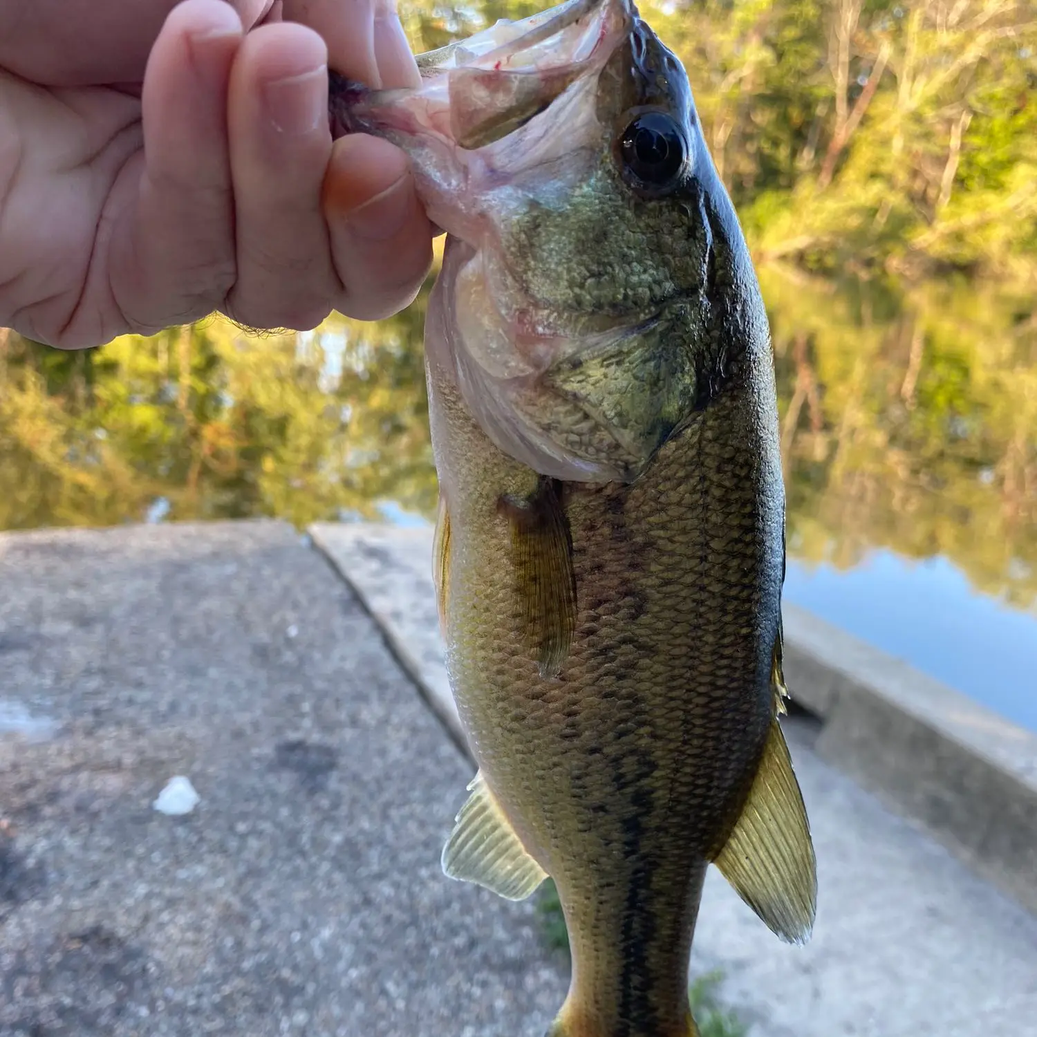 ᐅ Centralia Reservoir fishing reports🎣• Centralia, IL (United States ...