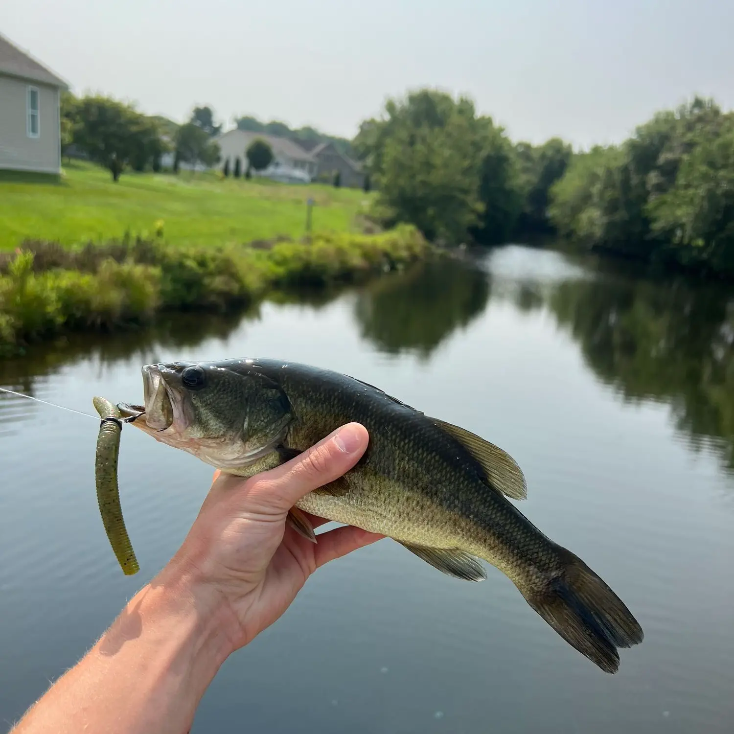 ᐅ Derby Pond fishing reports🎣• Dover, DE (United States) fishing