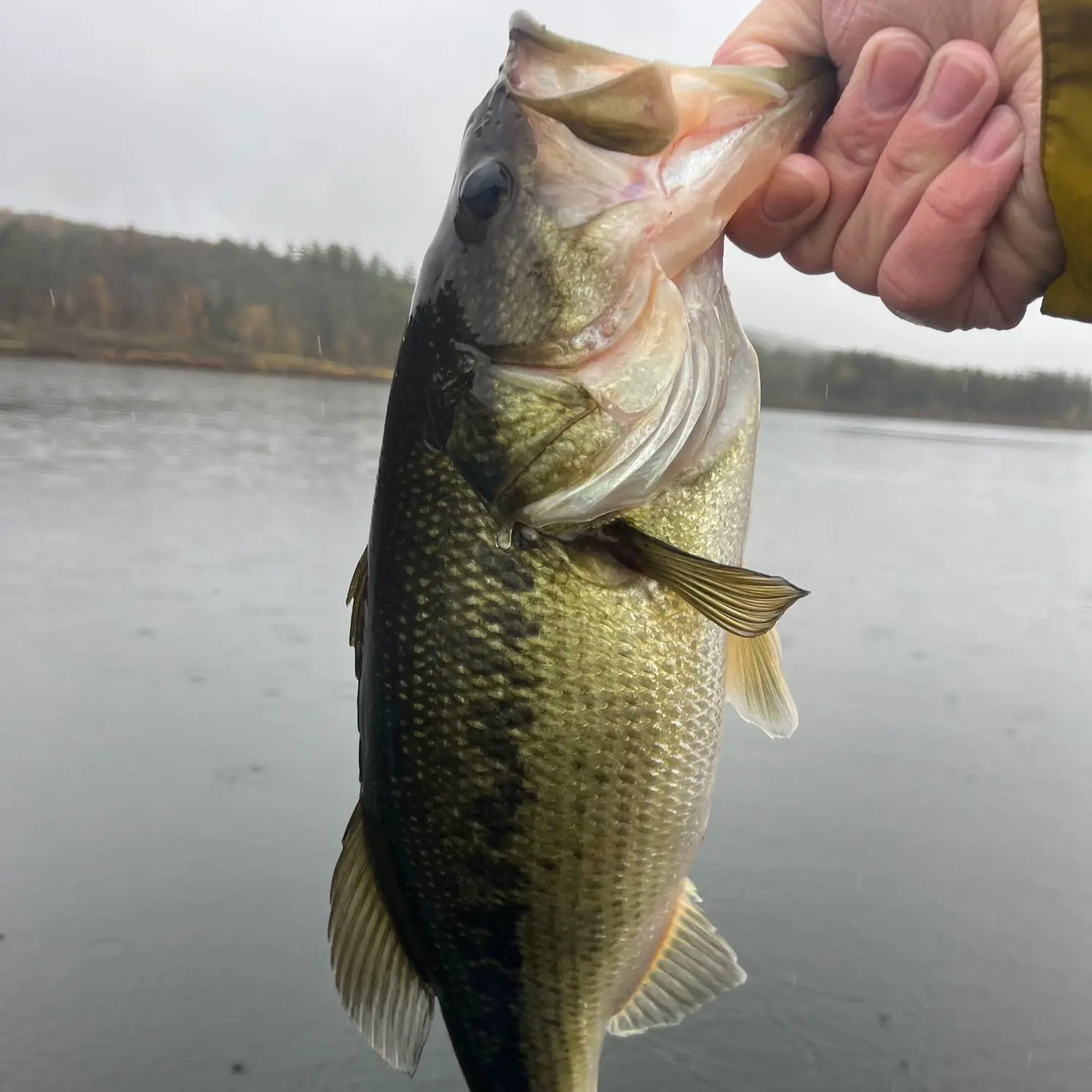 ᐅ Butler Pond fishing reports🎣• Barre, VT (United States) fishing