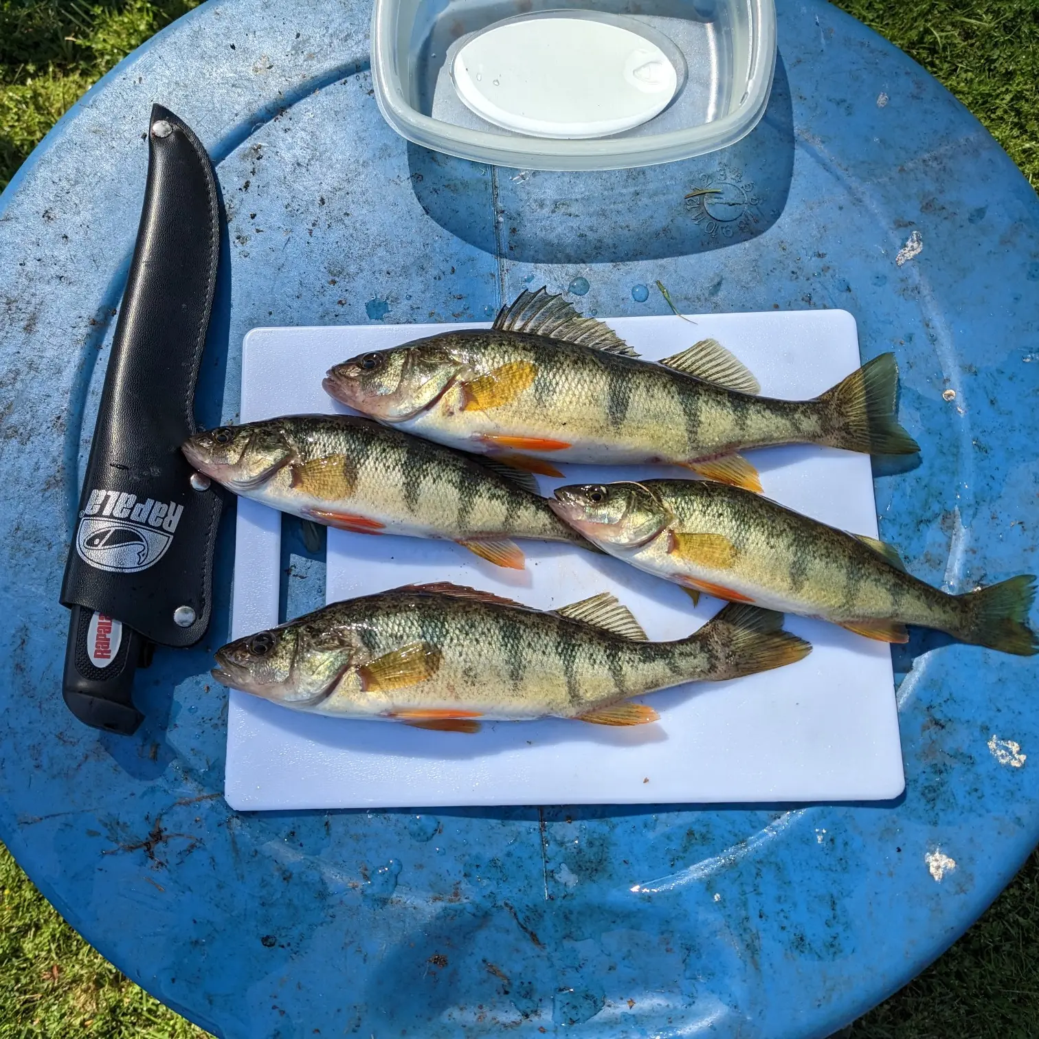 ᐅ Benson Lake fishing reports🎣• Shelton, WA (United States) fishing