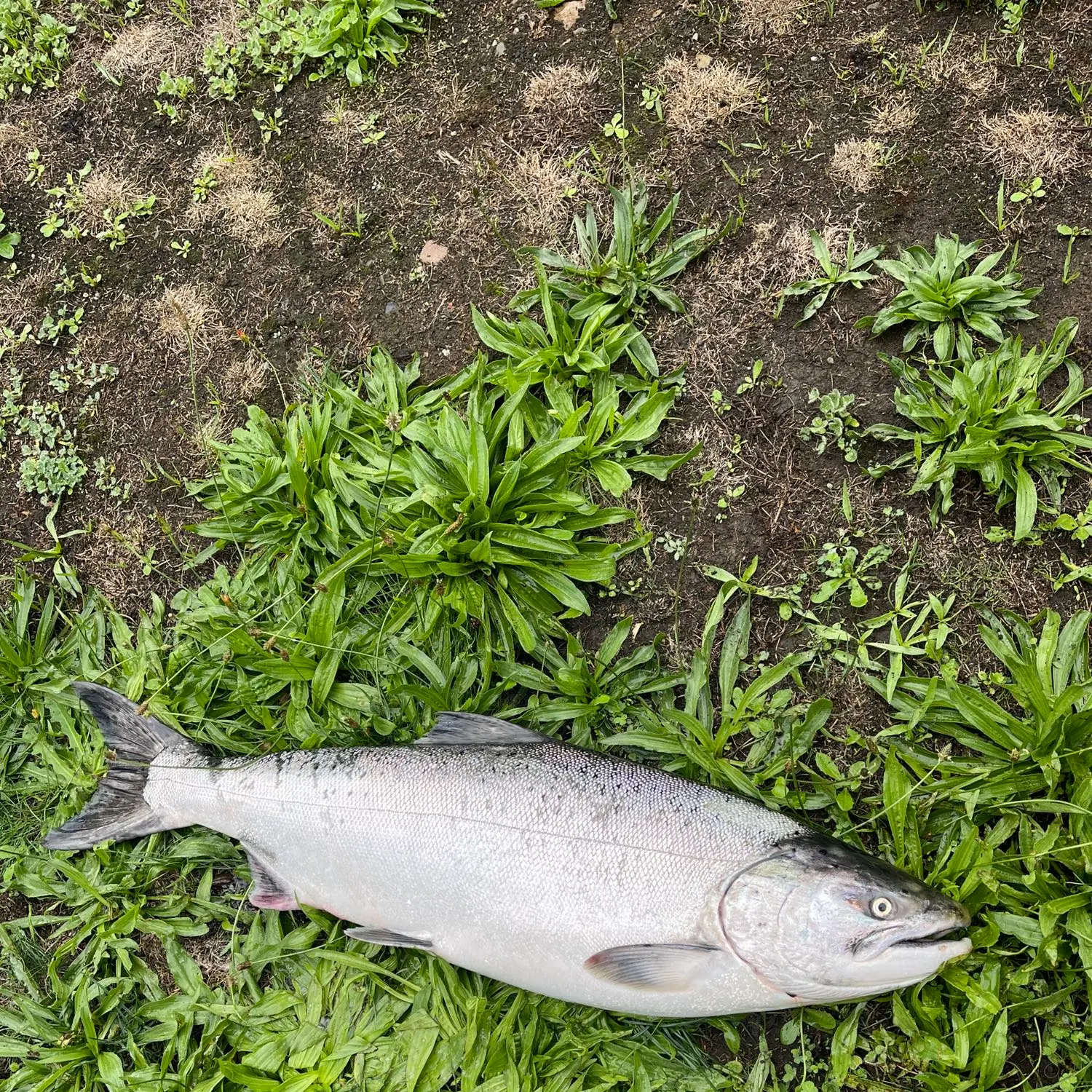 ᐅ Lake Sawyer fishing reports🎣• Maple Valley, WA (United States) fishing