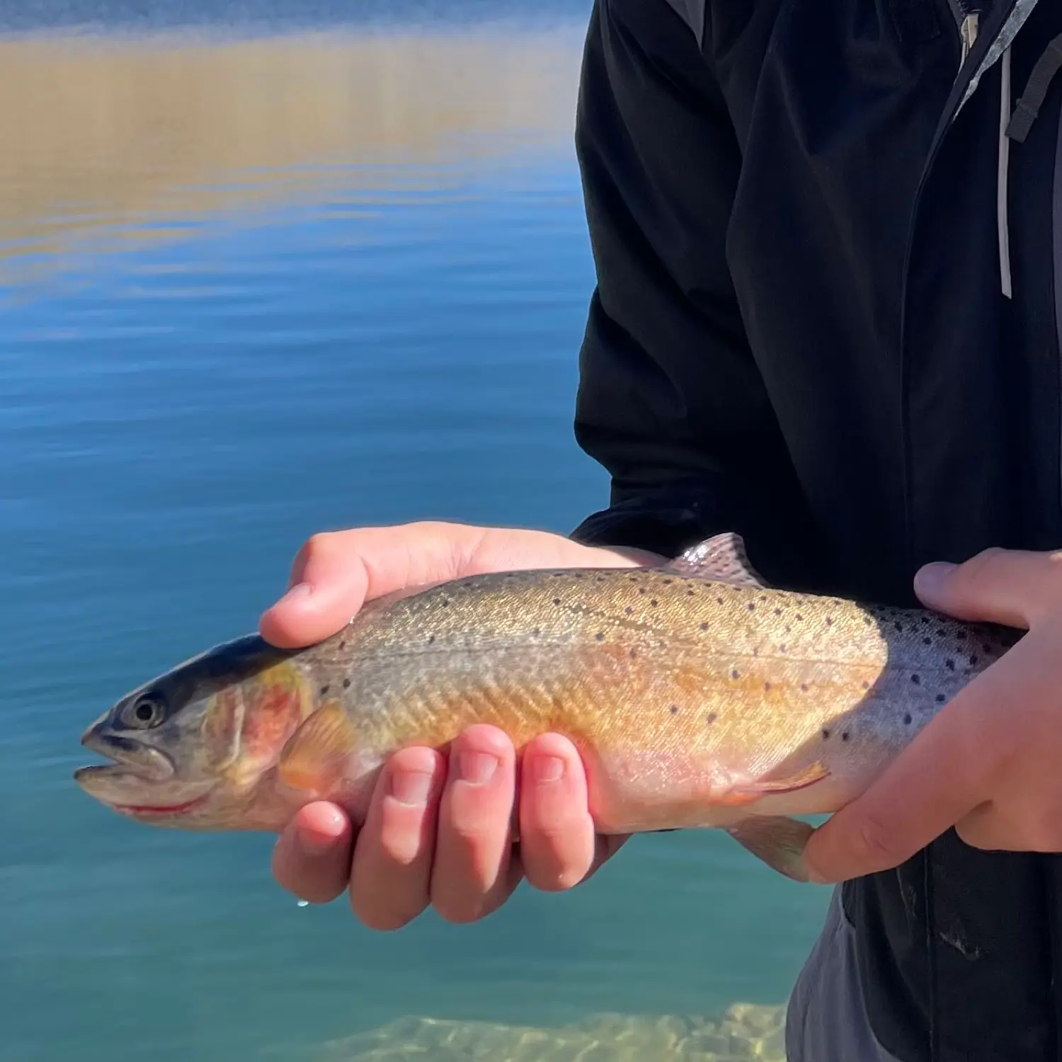 Silver Lake Trout Caught On Trolling Stock Photo 689346337