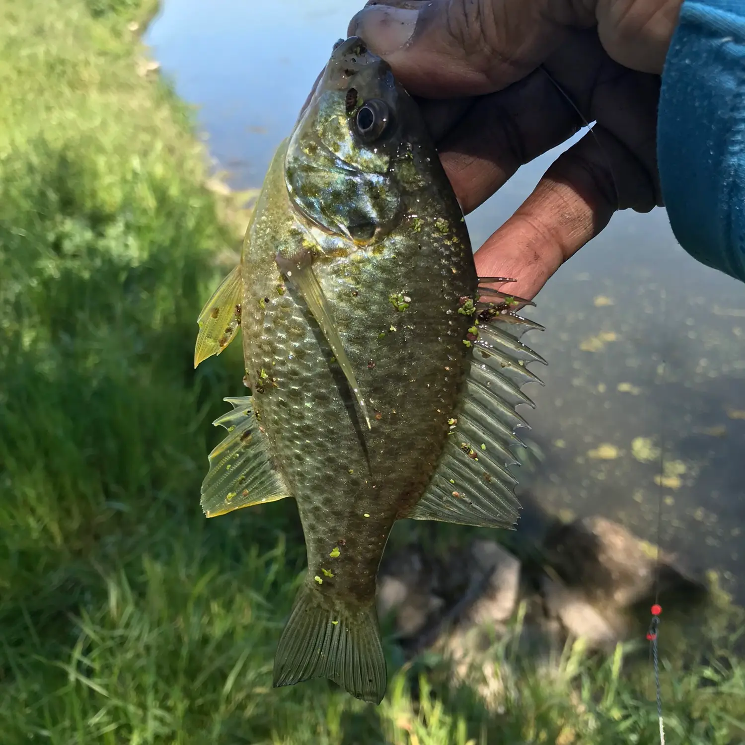 Winchester Lake, California  Lake, Fishing & Travel Info