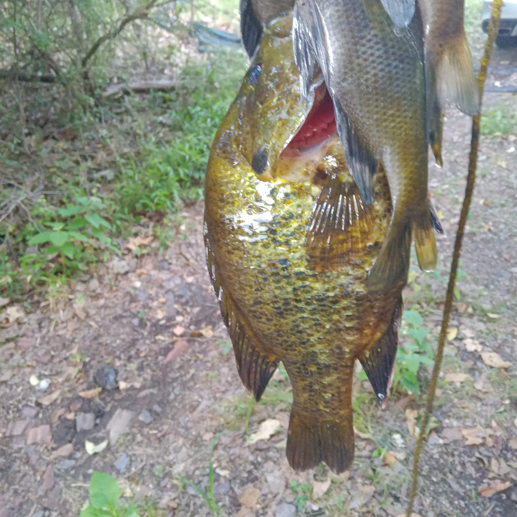 Crappie Fishing the Savannah River 