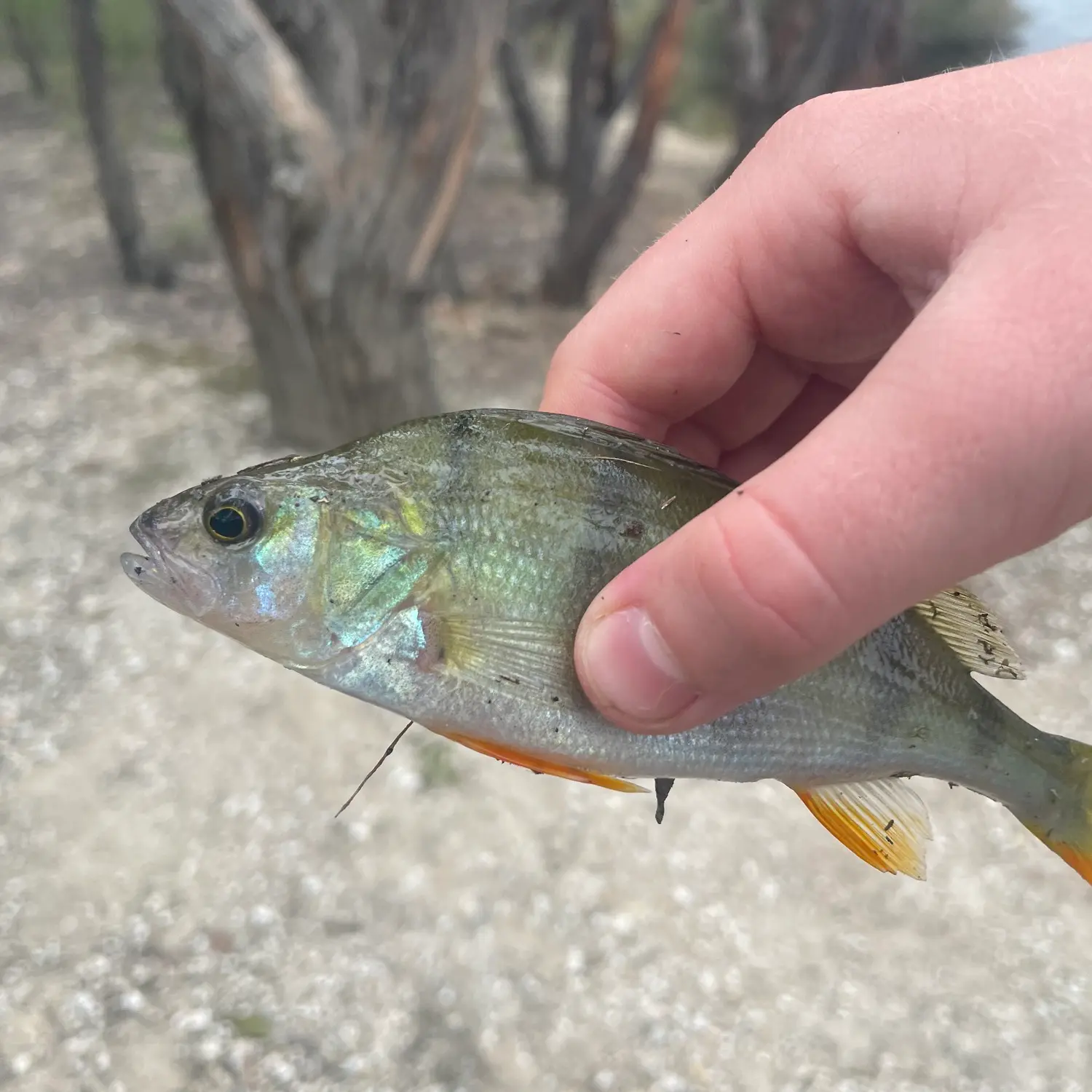 New Gisborne 3438, VIC, Fishing