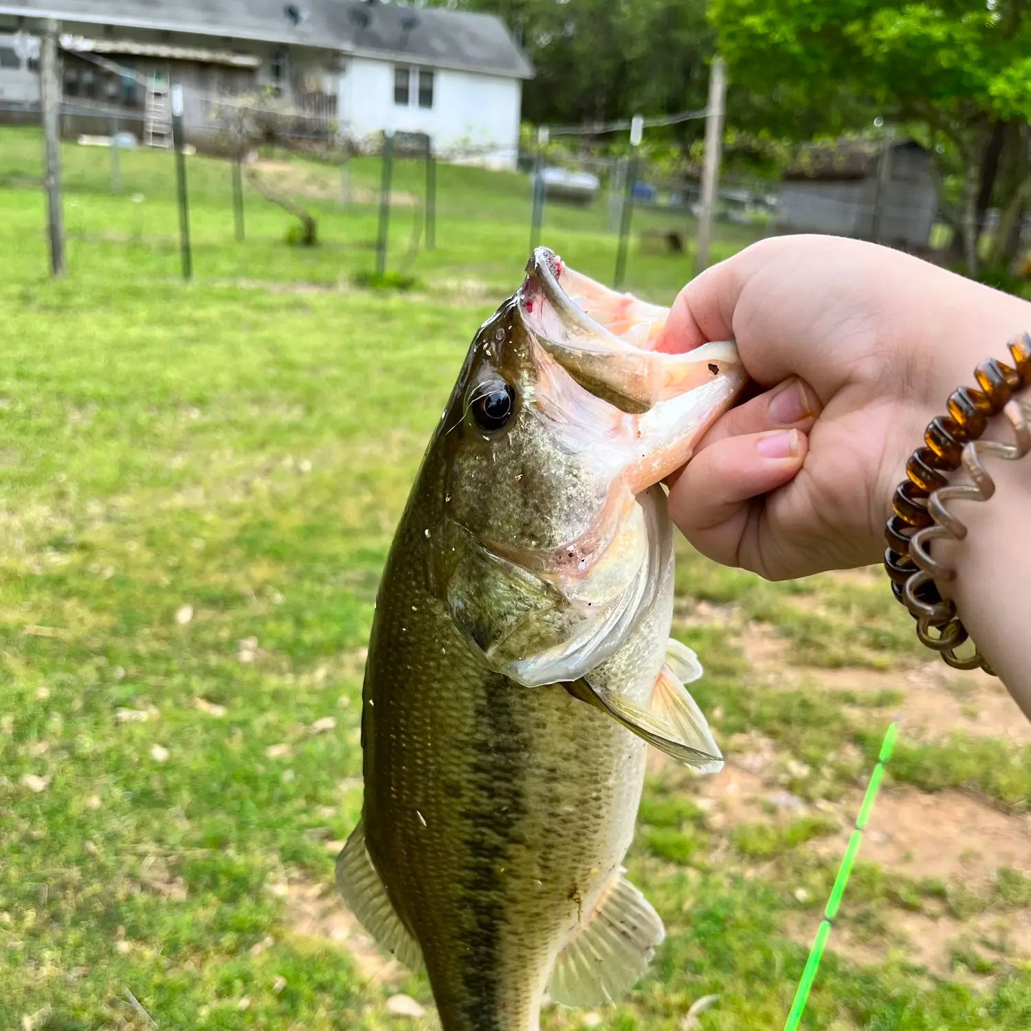 ᐅ Arkabutla Lake fishing reports🎣• Hernando, MS (United States) fishing