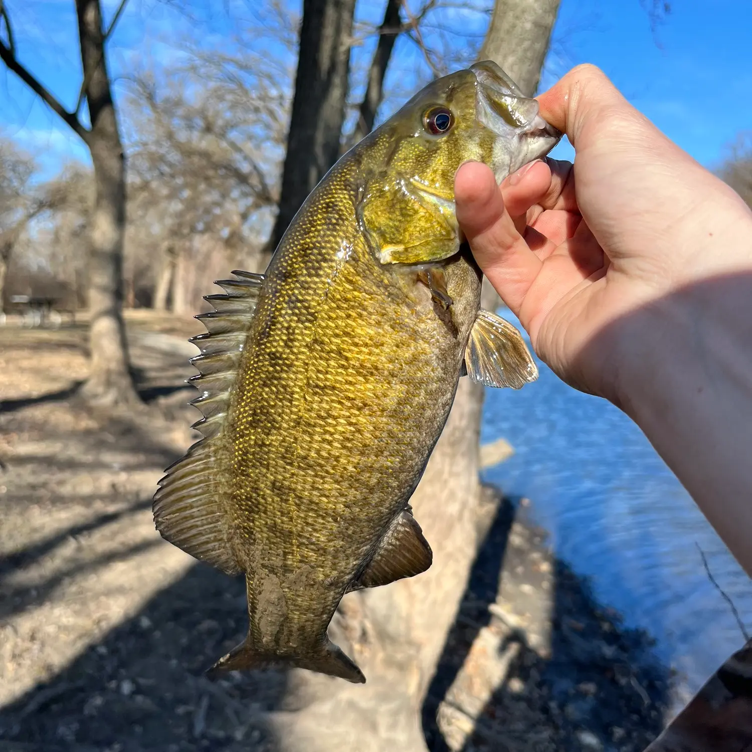 ᐅ Boomerang Slough fishing reports🎣• Hickory Hills, IL (United States)  fishing