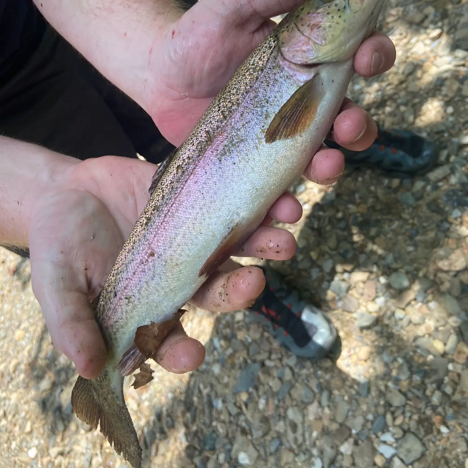 Rainbow Trout – Paint Creek Bait
