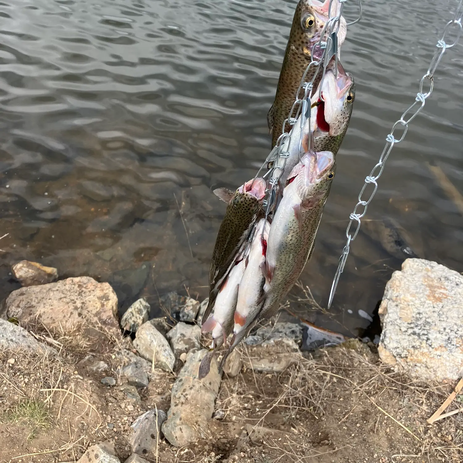 ICE FISHING FOR RAINBOWS AT EVERGREEN LAKE: A HOW TO VIDEO!  #icefishingvideo #coloradofishing 