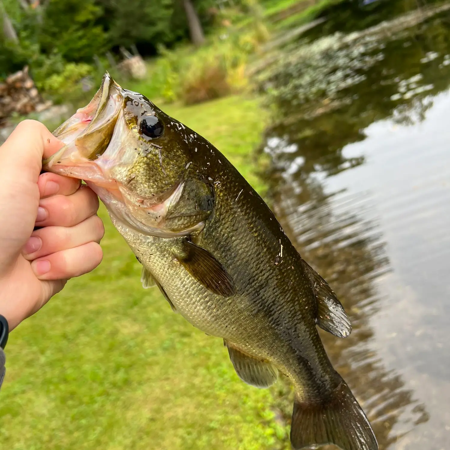 ᐅ Kasoag Lake fishing reports🎣• Cicero, NY (United States) fishing