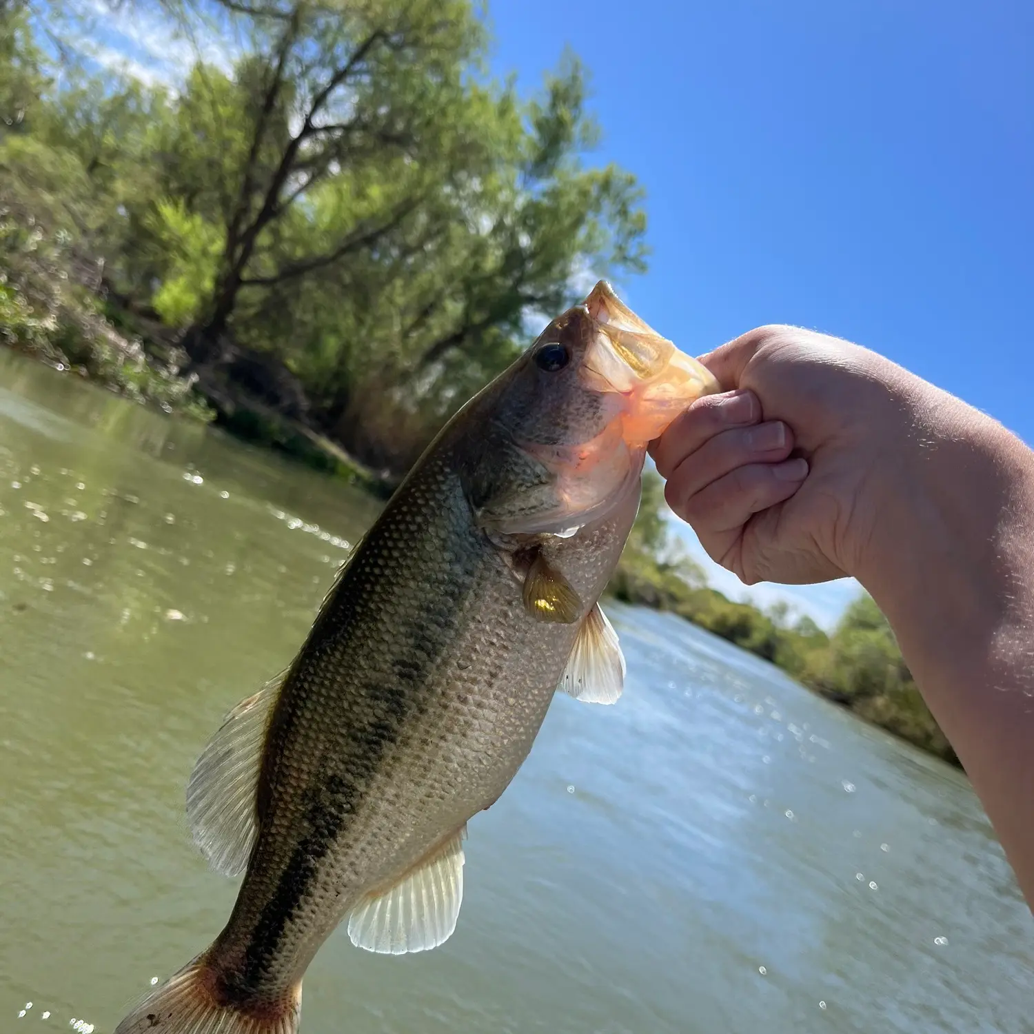 Bass fishing at Lower Salt River : r/ArizonaFishing