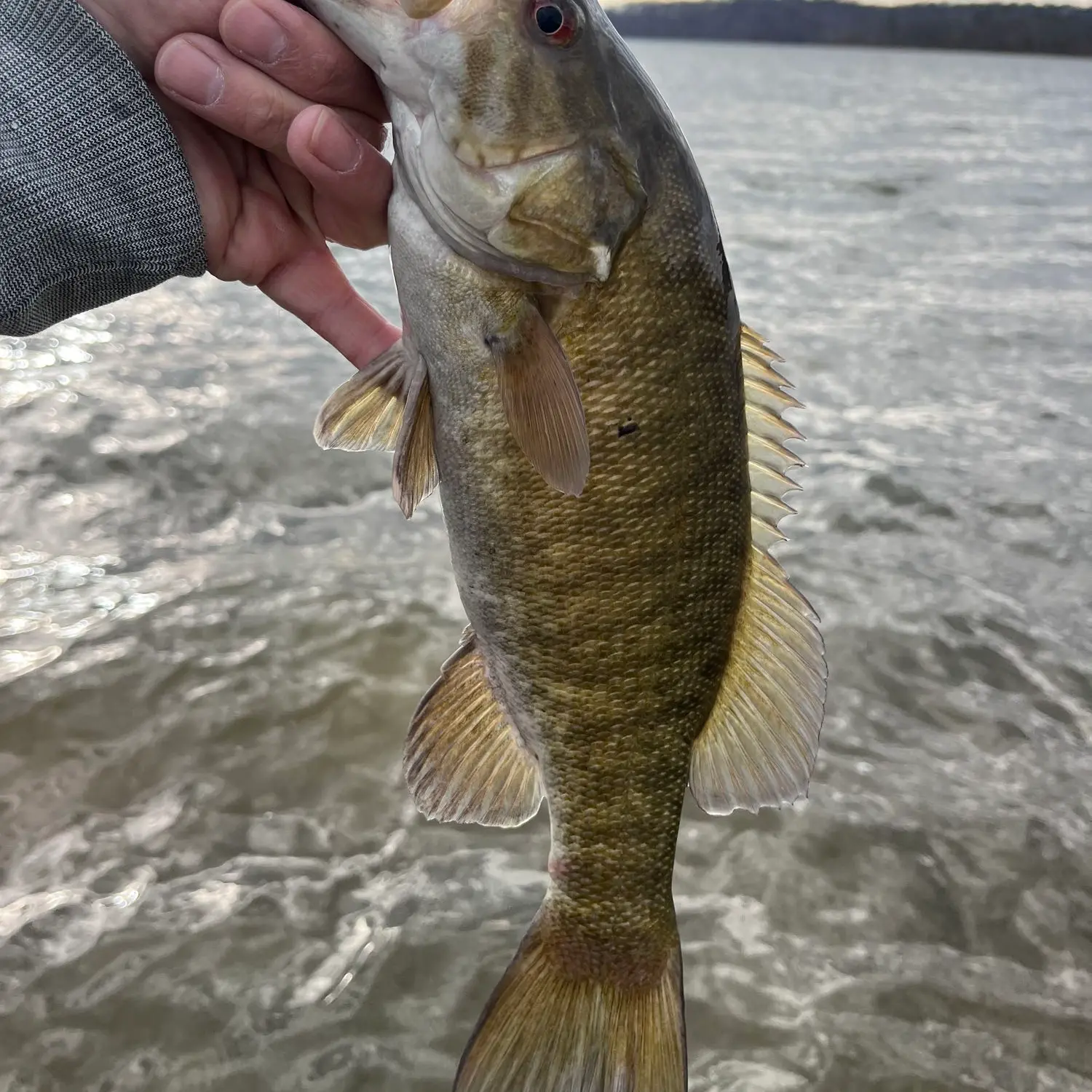 ᐅ East Fork Lake fishing reports🎣• Fort Thomas, OH (United States) fishing