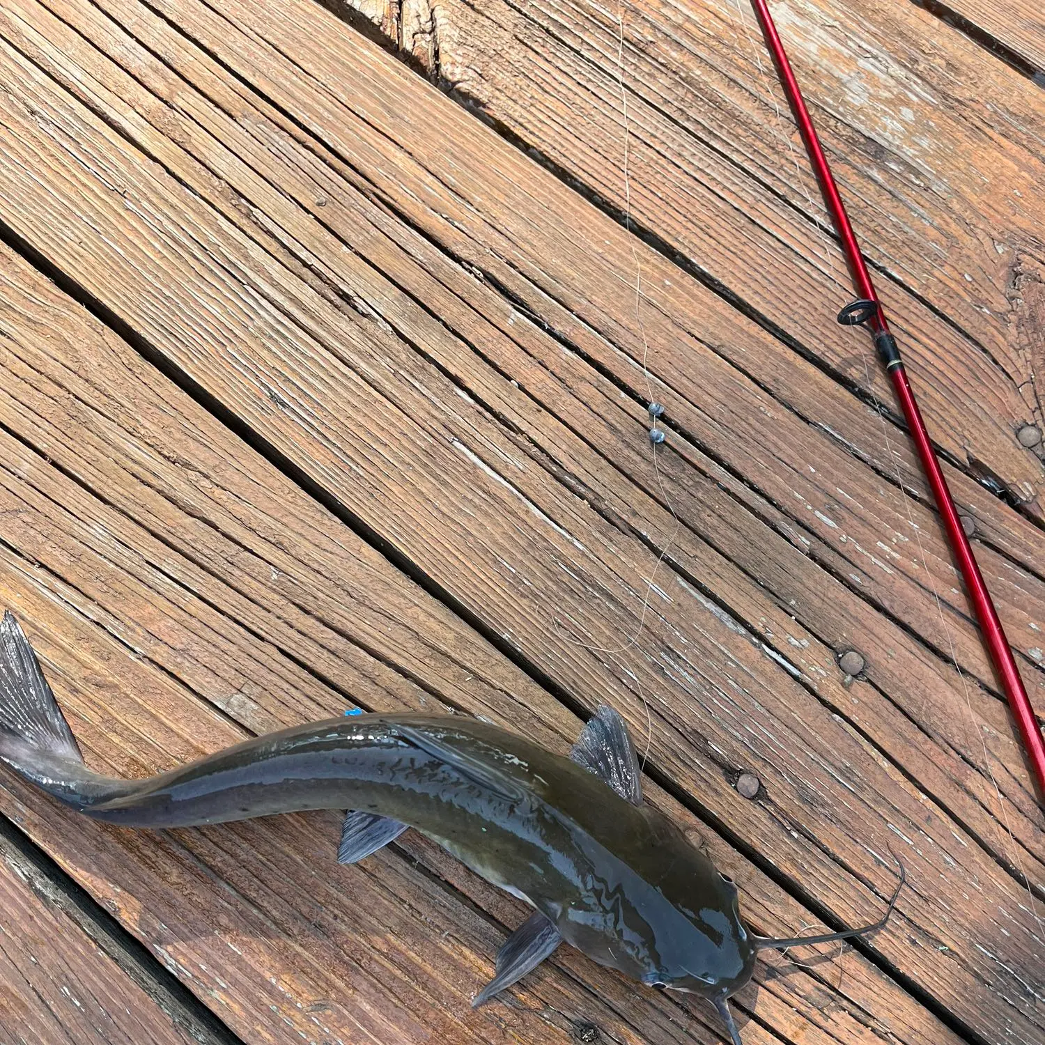 Yellow River Catfish  Pensacola Fishing Forum