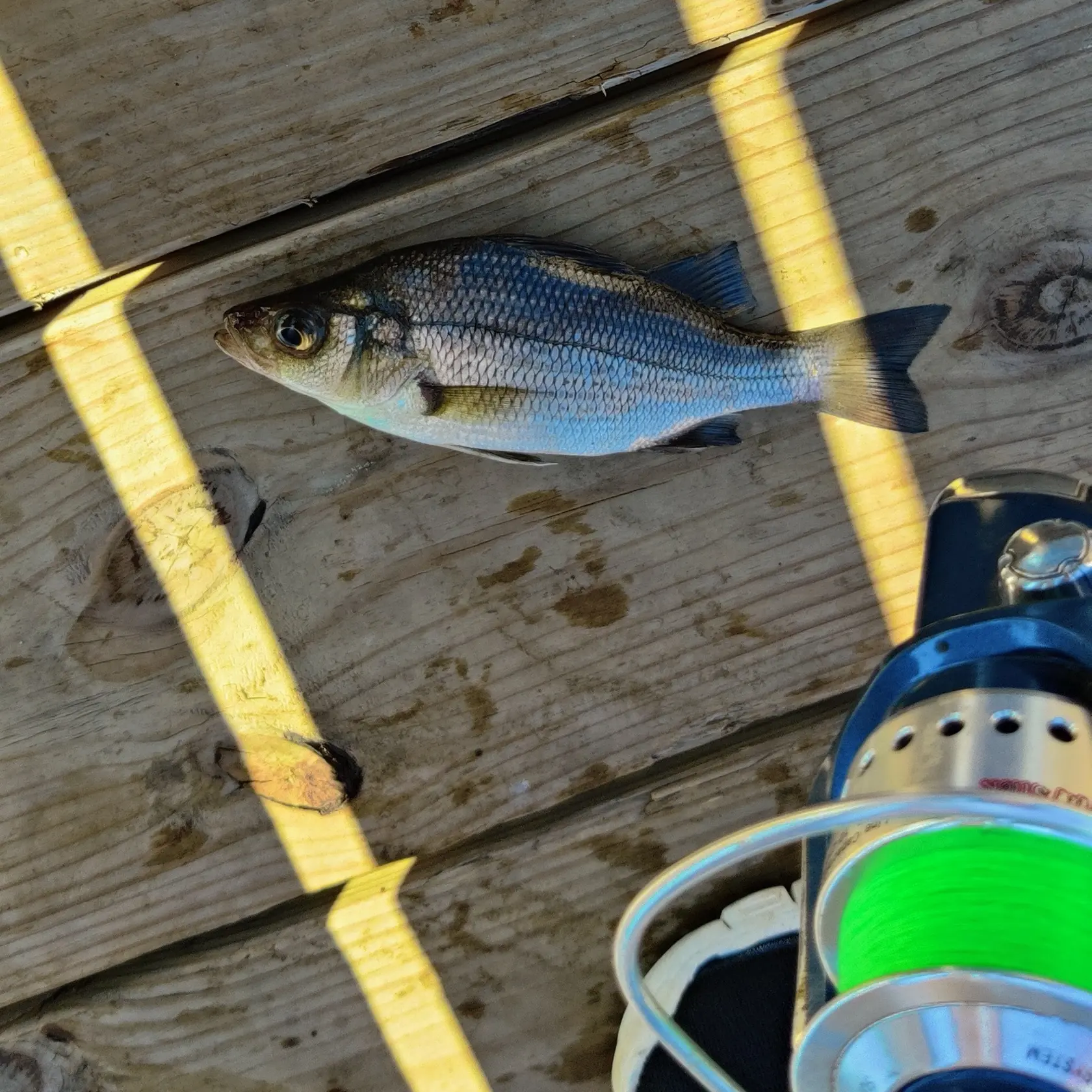 ᐅ Pasquotank River fishing reports🎣• Elizabeth City, NC (United States ...