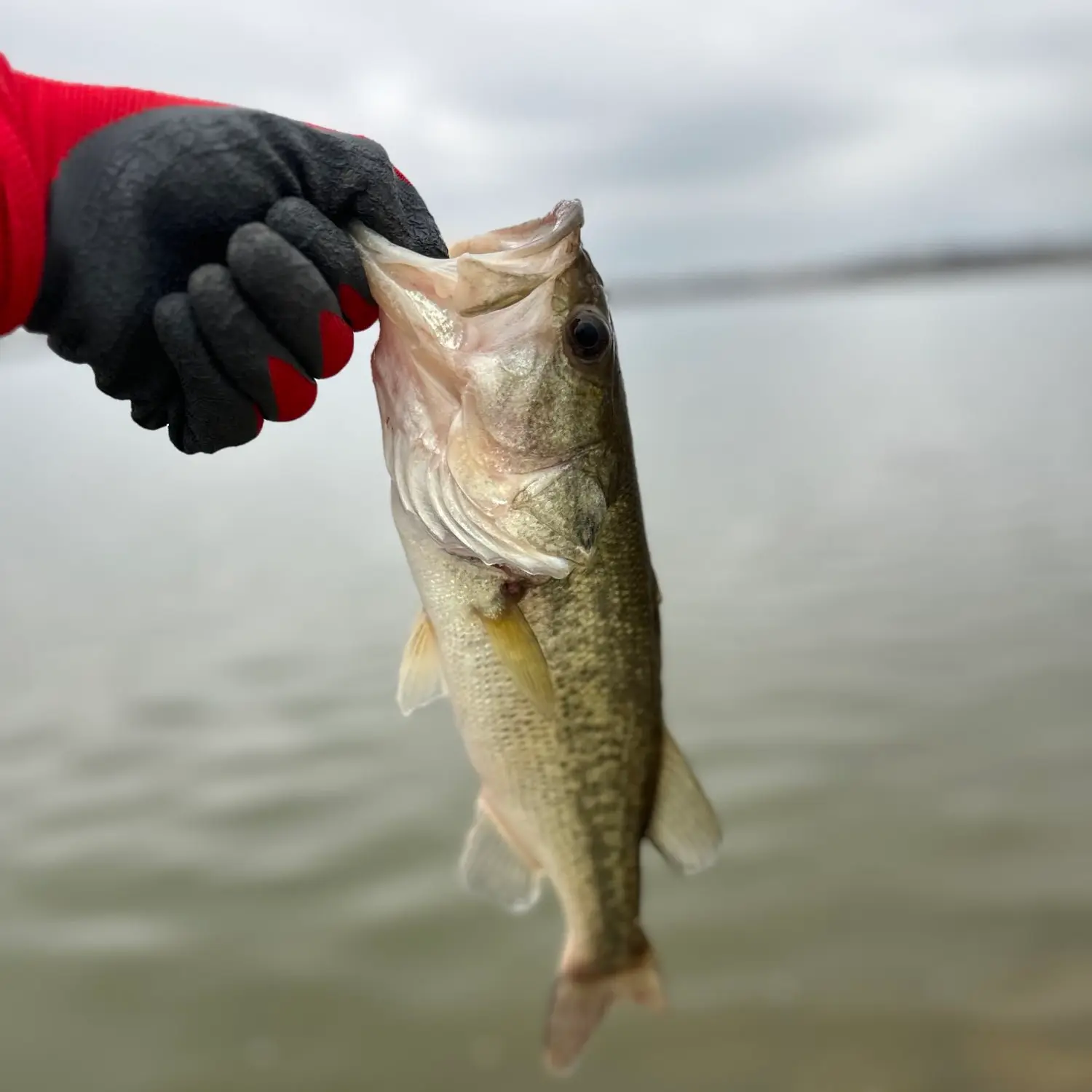 ᐅ Lake Waxahachie fishing reports🎣• Waxahachie, TX (United States) fishing