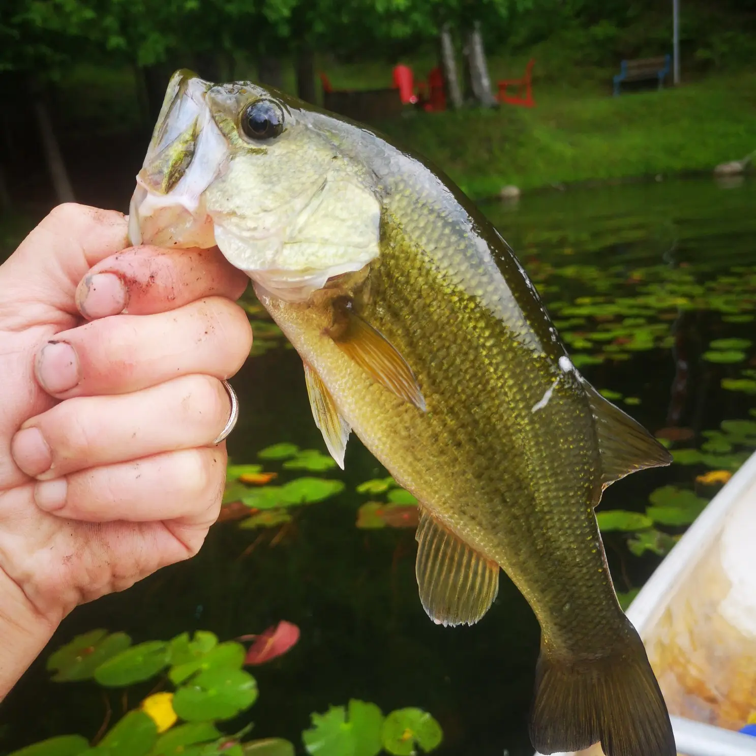 Little Dudmon Lake Fishing Map: Haliburton Highlands District