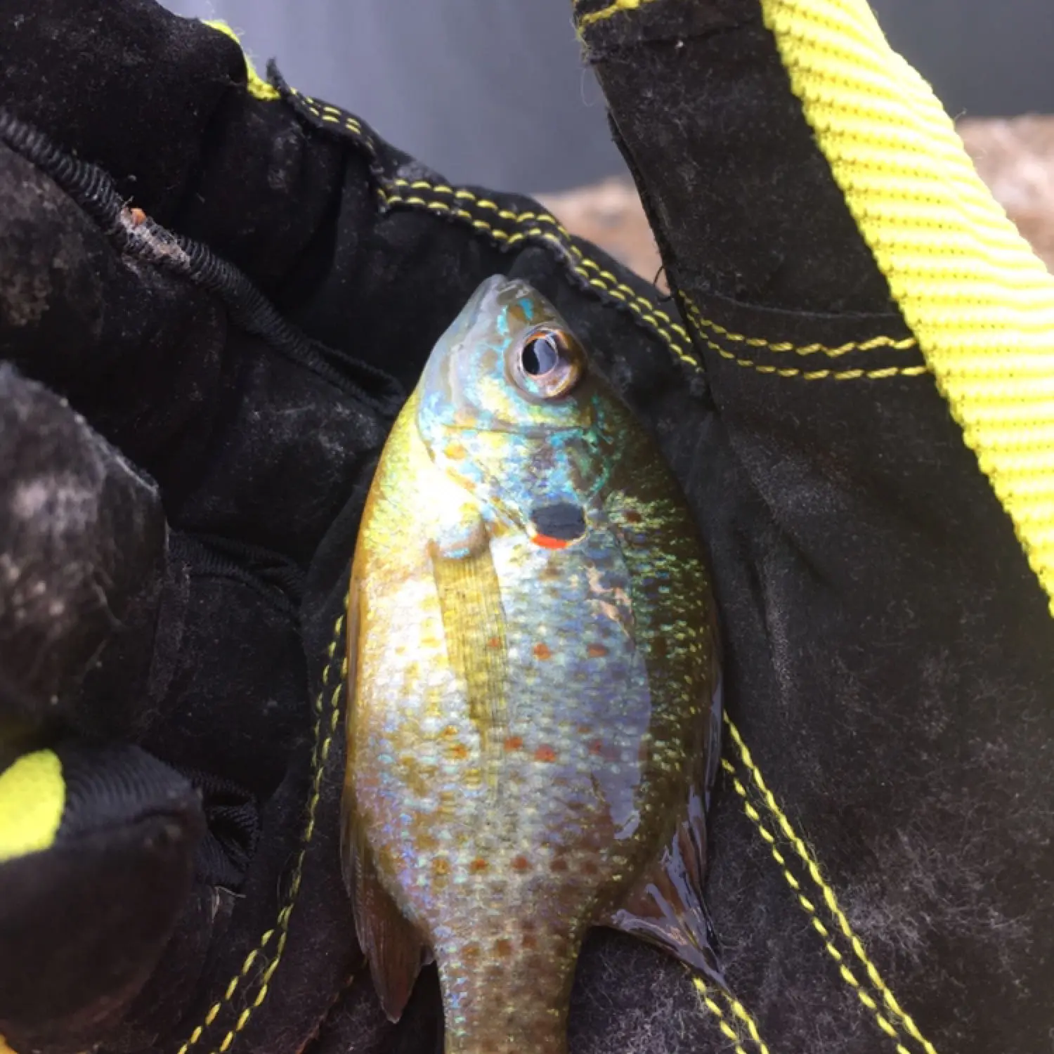 ᐅ Hopkinton Reservoir fishing reports🎣• South Hadley, MA (United