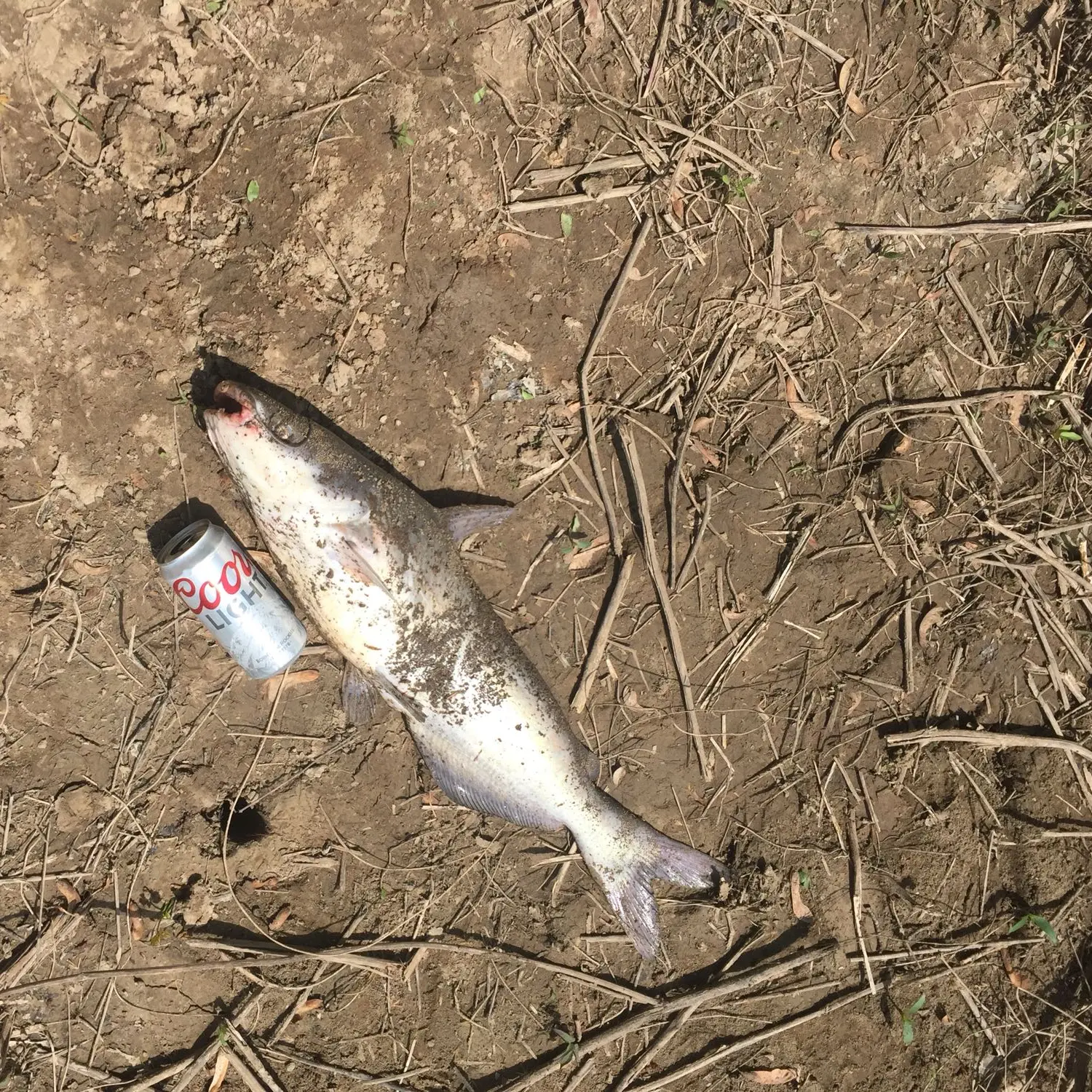 Big Muddy River Southern Illinois - Catfish Grand Slam 