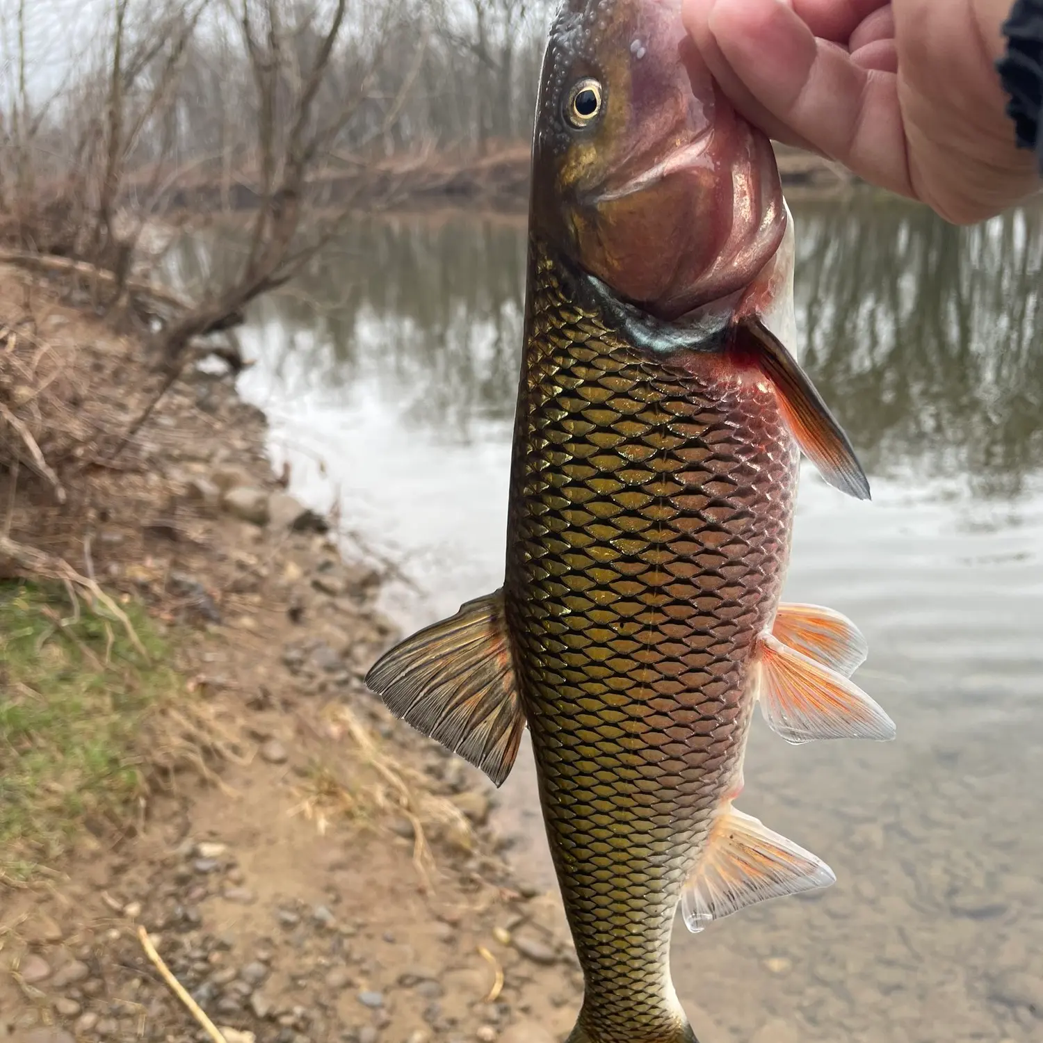 ᐅ Loyalsock Creek fishing reports🎣• Williamsport, PA (United