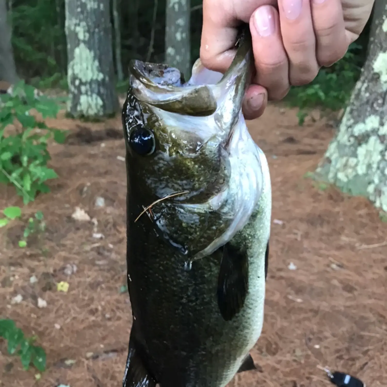 ᐅ Wheeler Pond fishing reports🎣• Montville, CT (United States) fishing