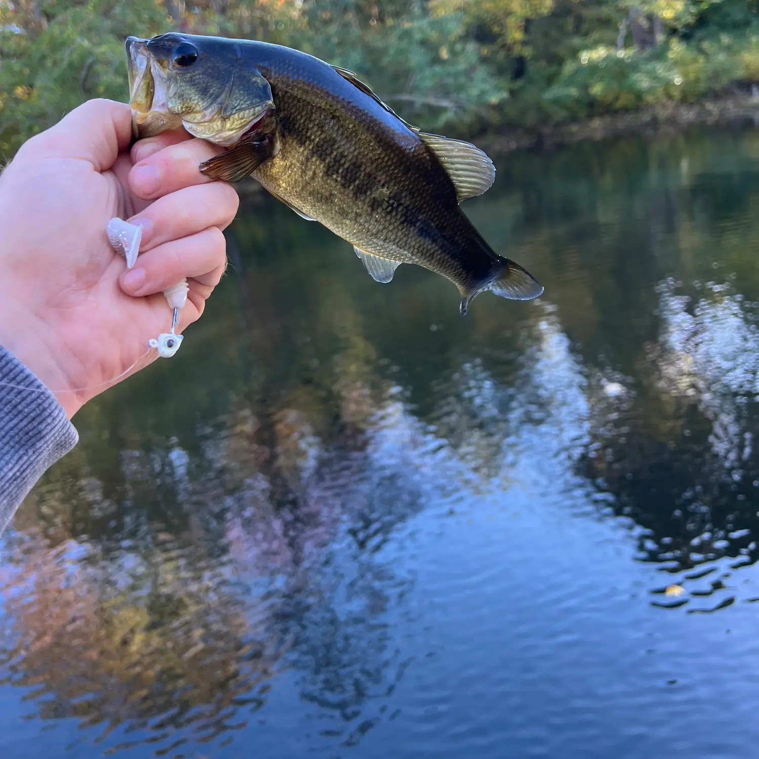 Pond Hopping for Bass and Blue Gill in Grahamstown South Africa 🇿🇦 