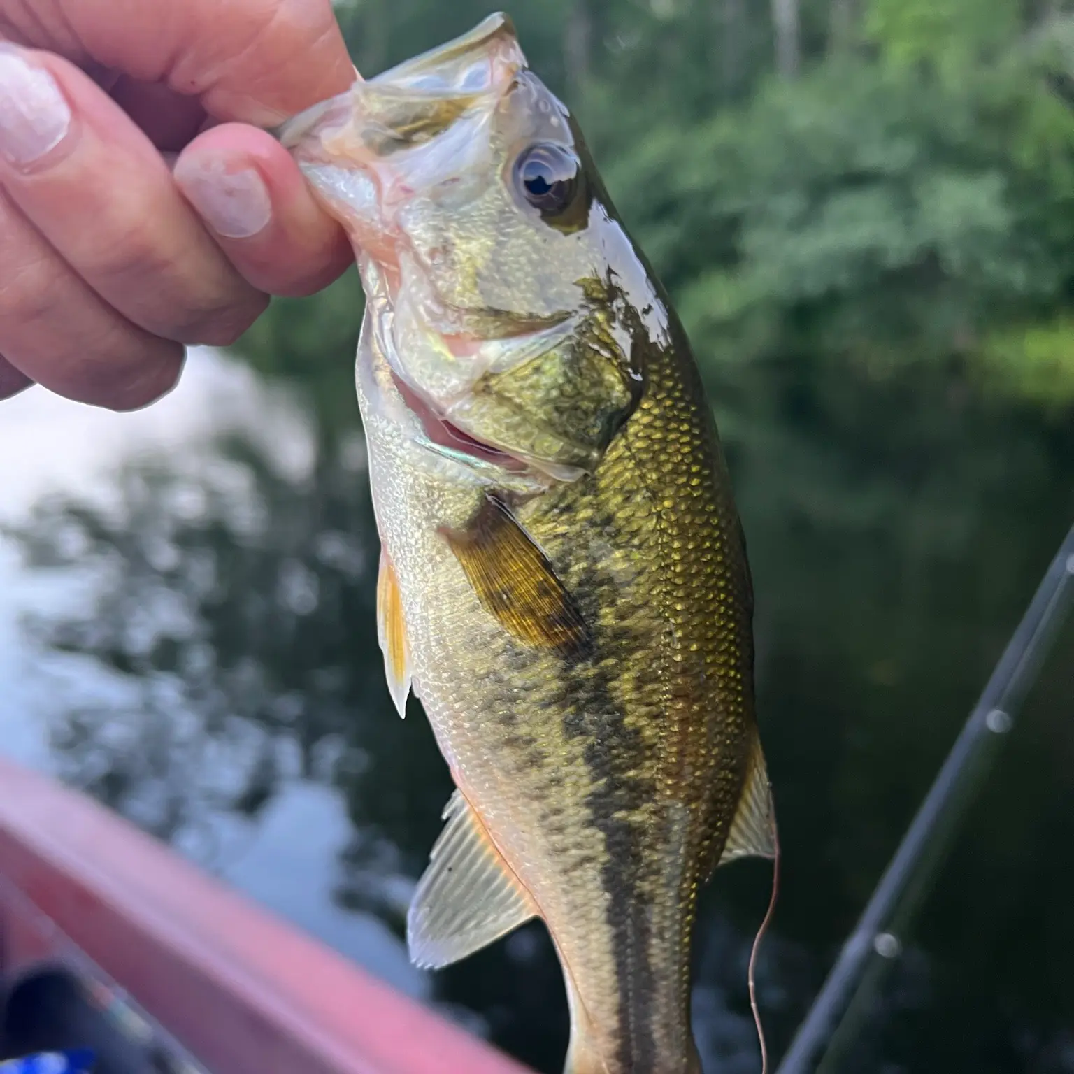 ᐅ Buffumville Lake fishing reports🎣• Oxford, MA (United States