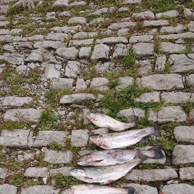 Fisheries Barrow Tanks