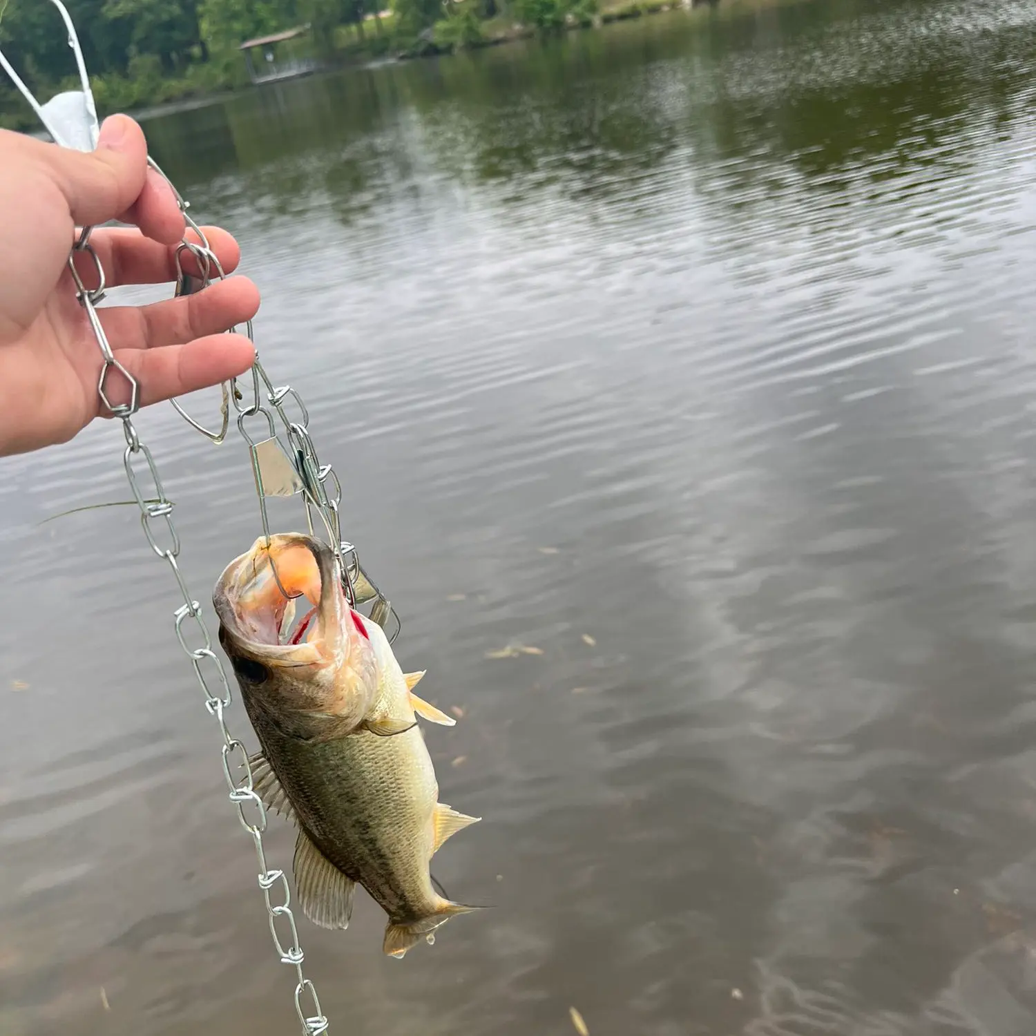 ᐅ Loggers Lake fishing reports🎣• Rolla, MO (United States) fishing