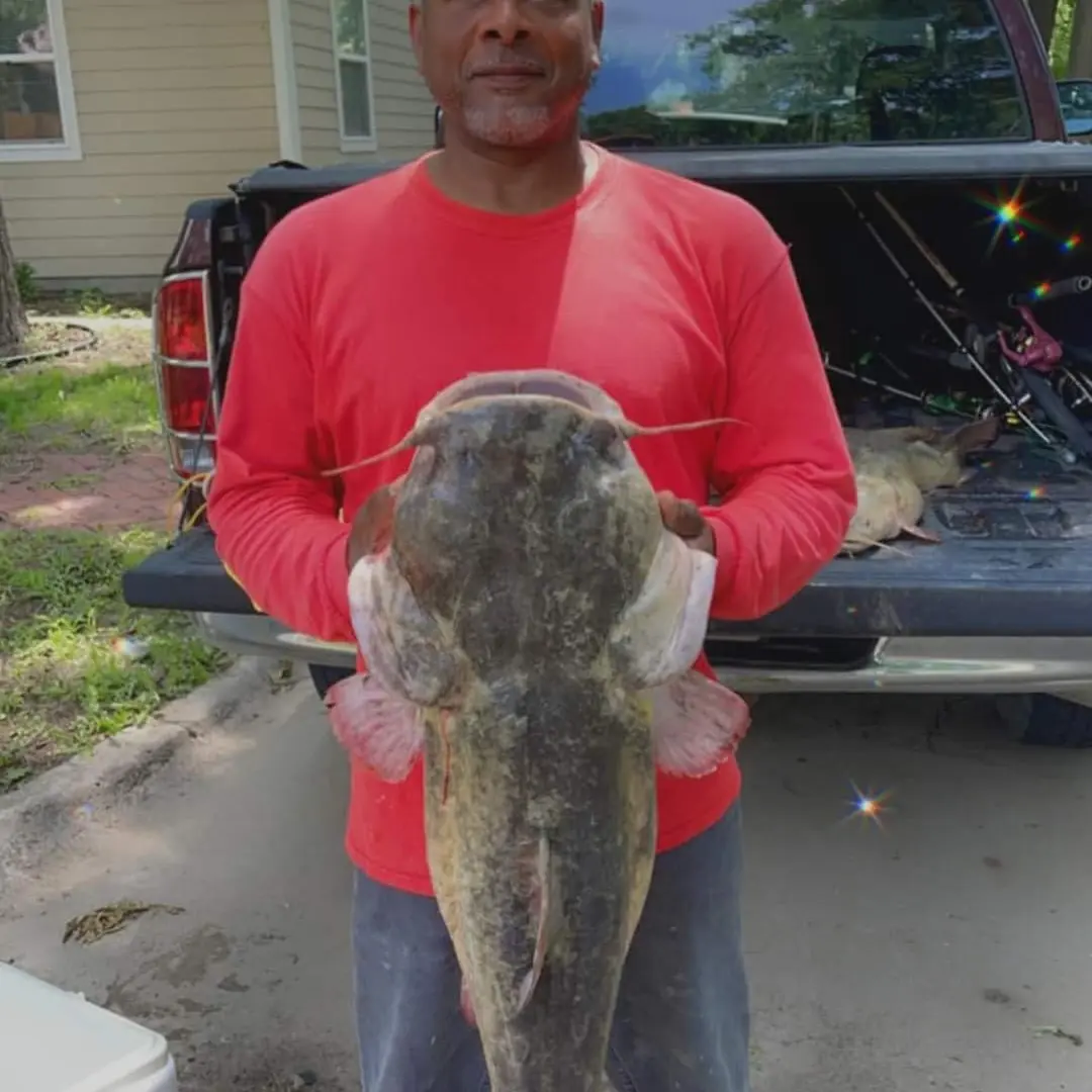 Big catfish abound in Tuttle Creek, Kansas River as summer fishing