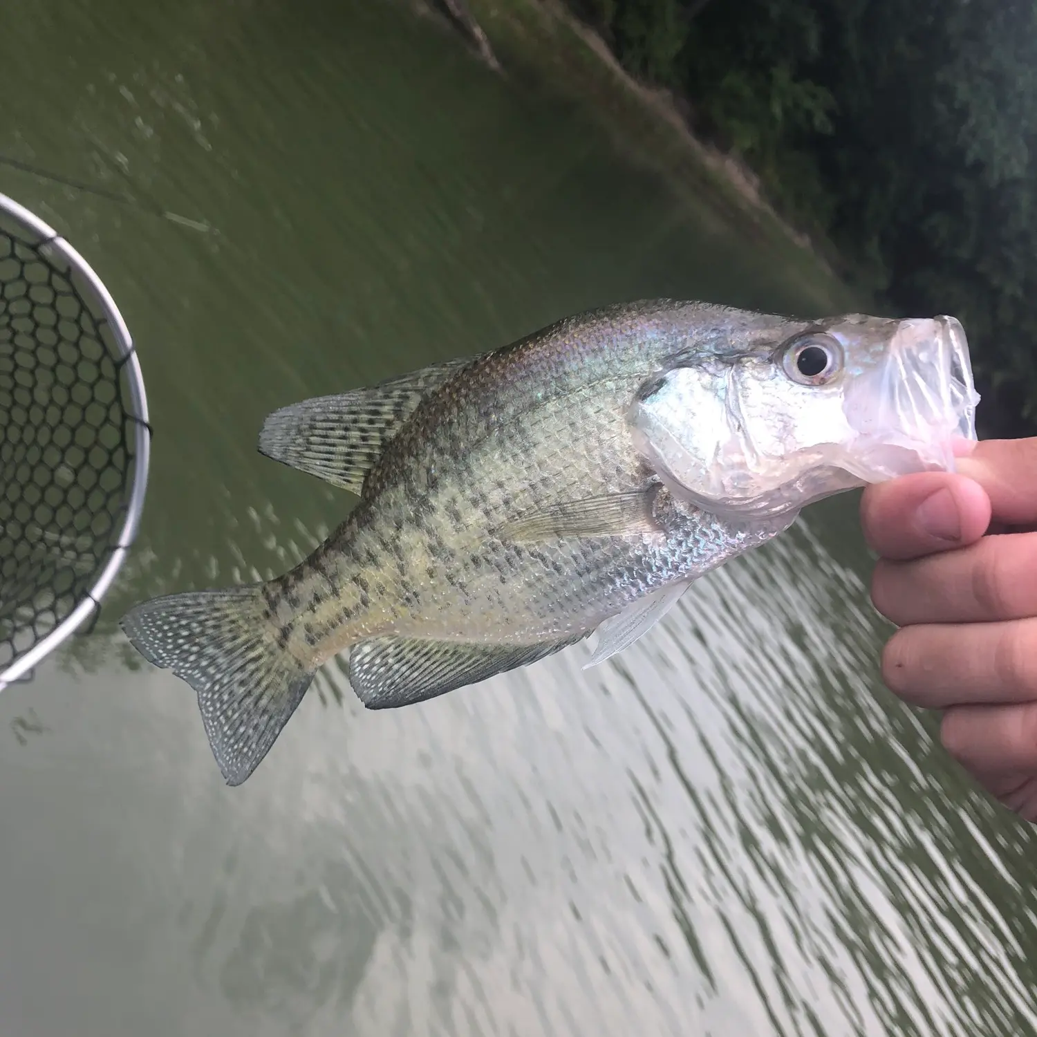 West Branch 4/15  Ohio Game Fishing