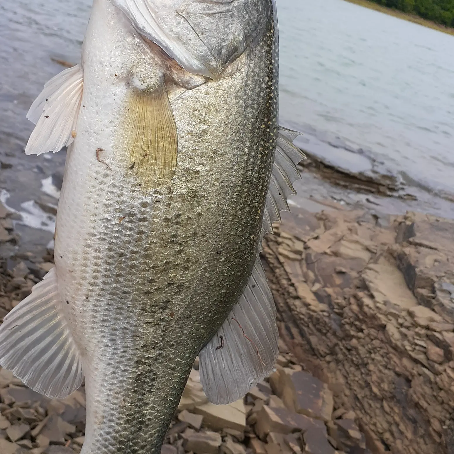 Spioenkop Dam Bass Fishing - Zoom Bait - South Africa